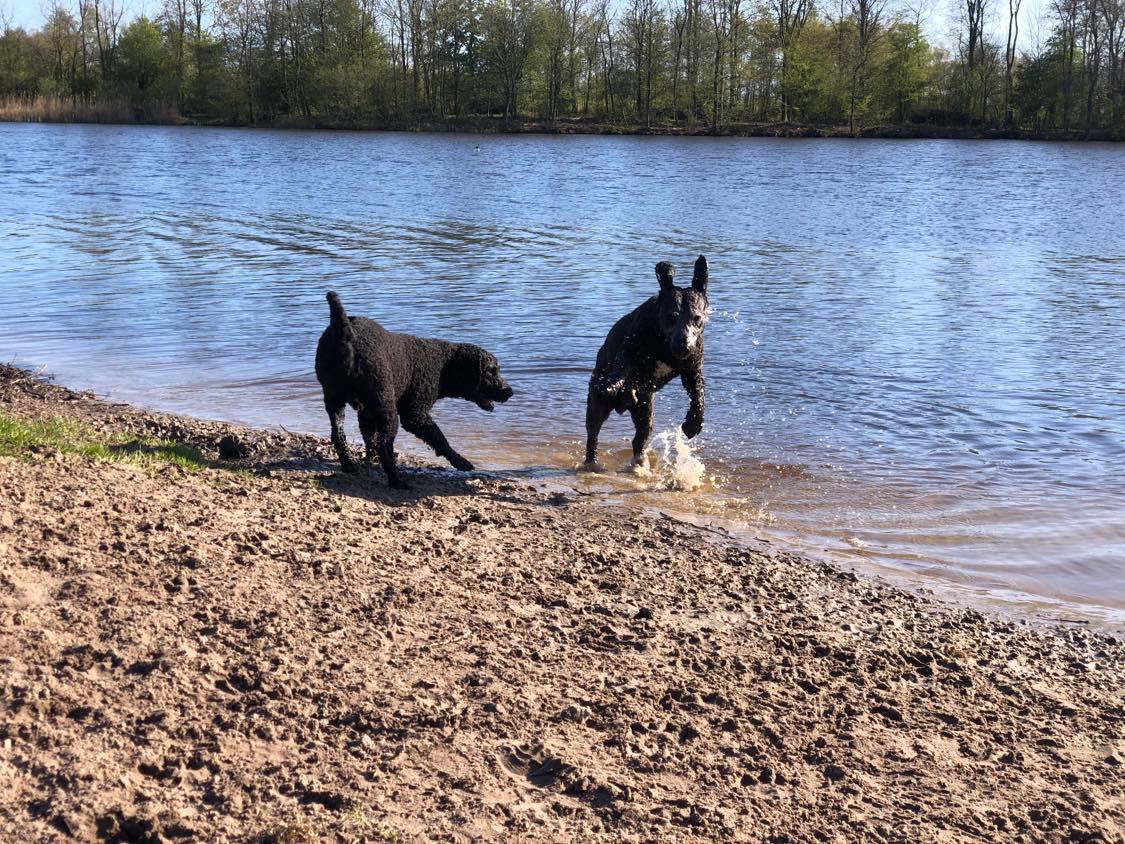 Spaanse waterhond Joop