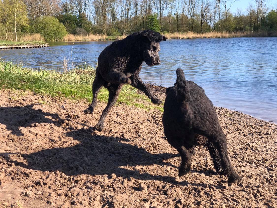 Spaanse Waterhonden spelend bij het water