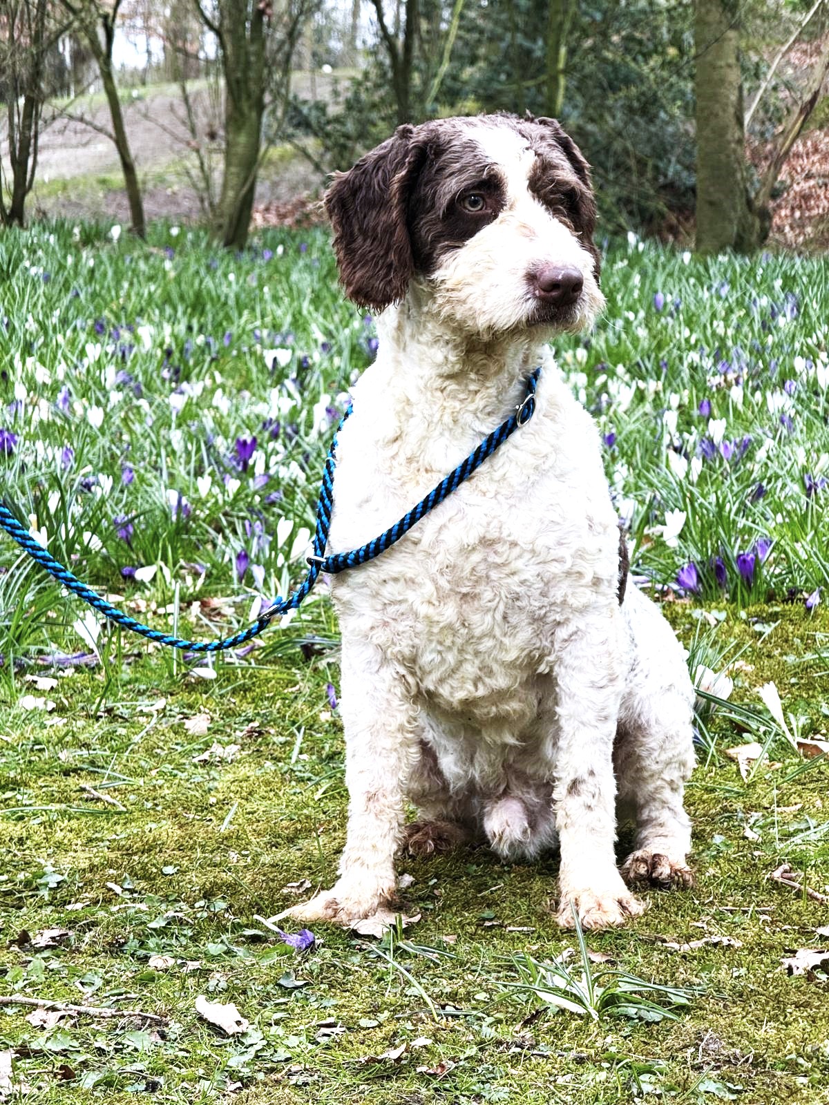 Spaanse Waterhond Peter