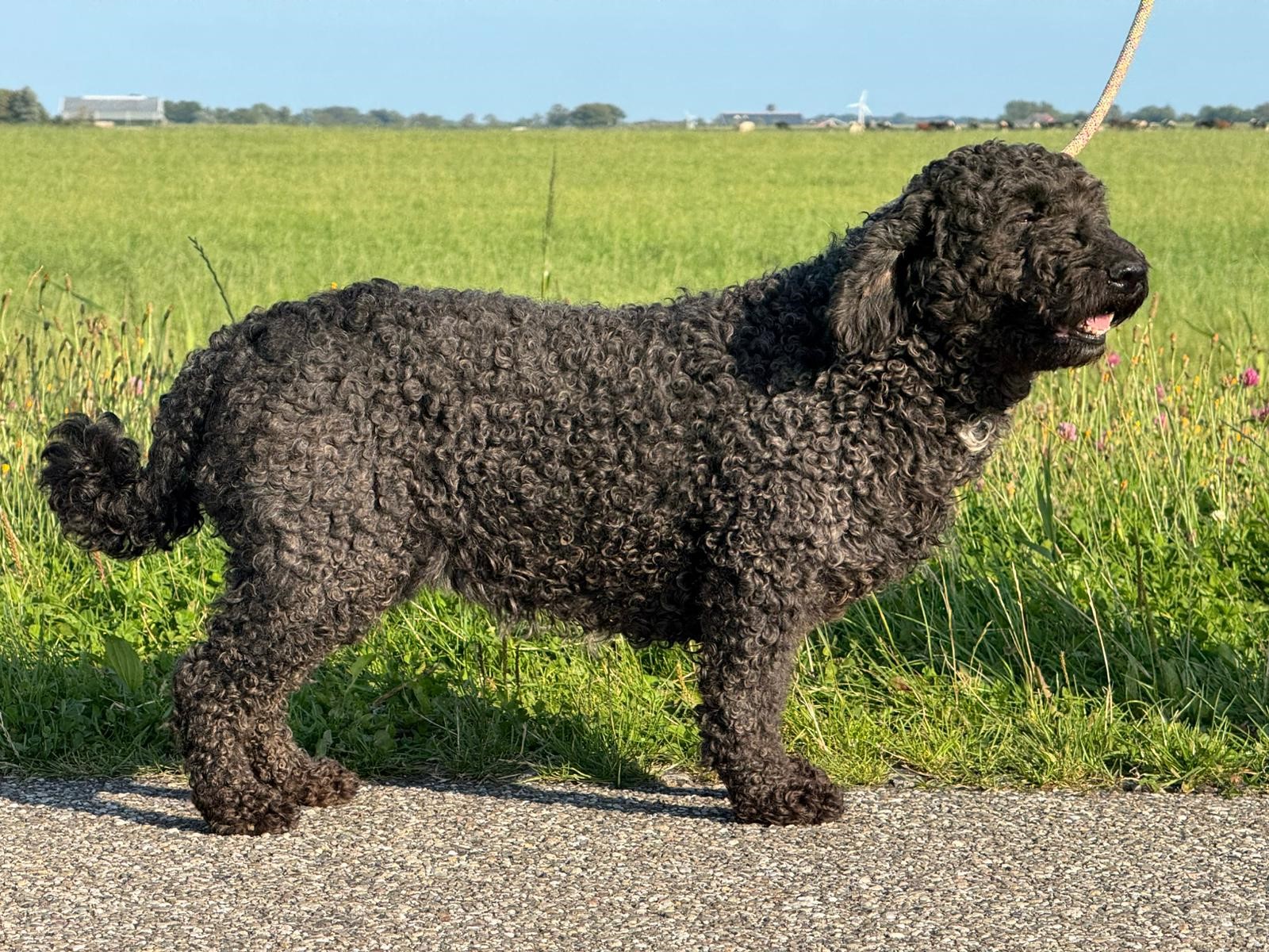 Spaanse Waterhond oudere zwarte teef