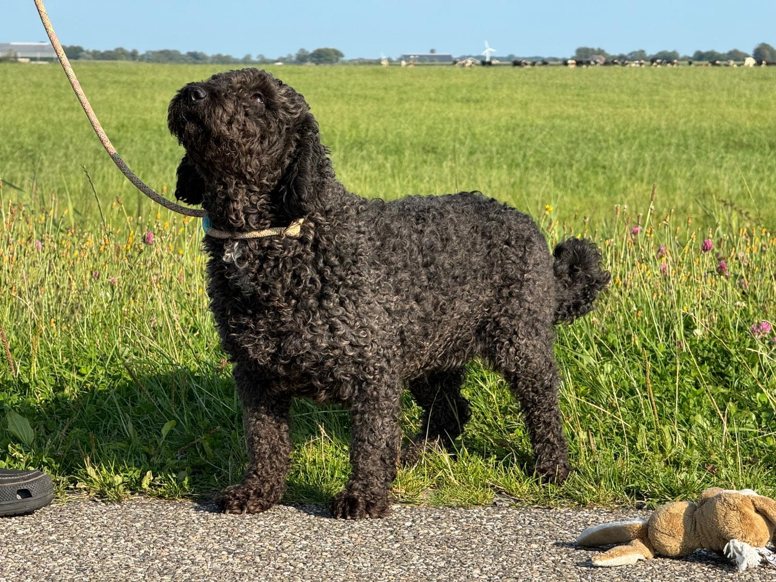 Spaanse Waterhond oudere zwarte teef