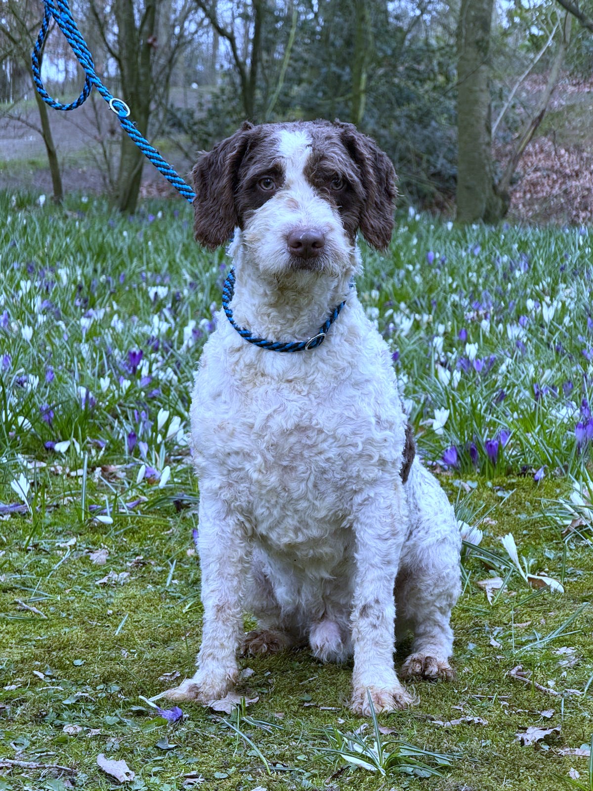Spaanse Waterhond reu Peter