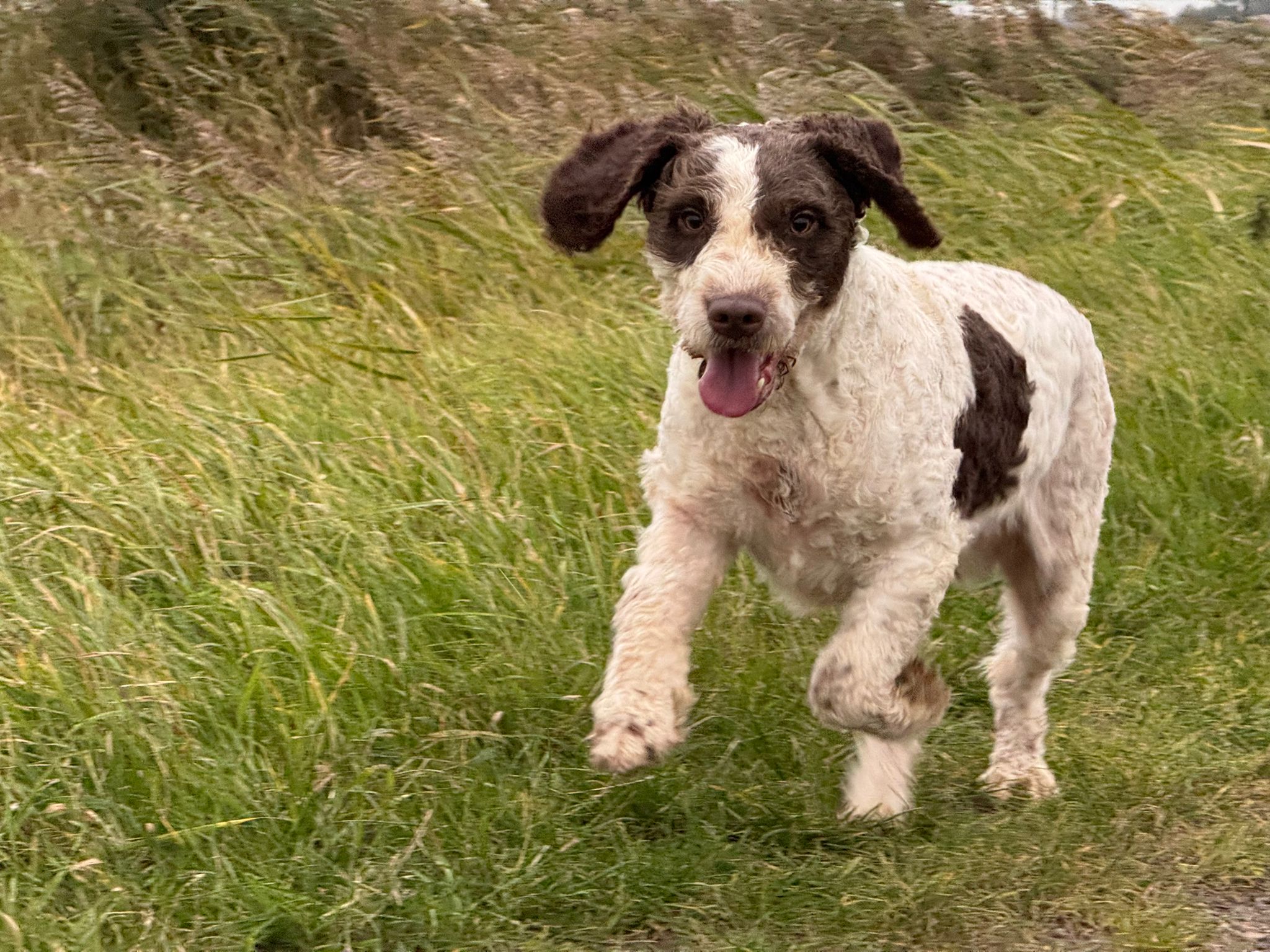 Spaanse Waterhond Peter