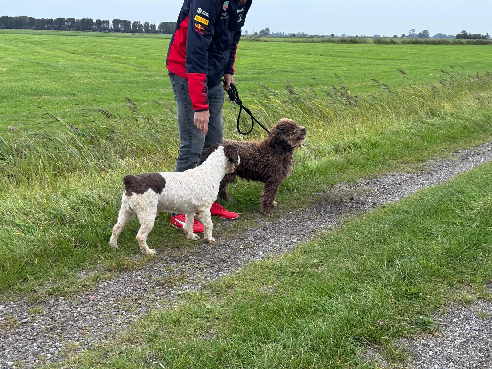 Spaanse Waterhond Peter