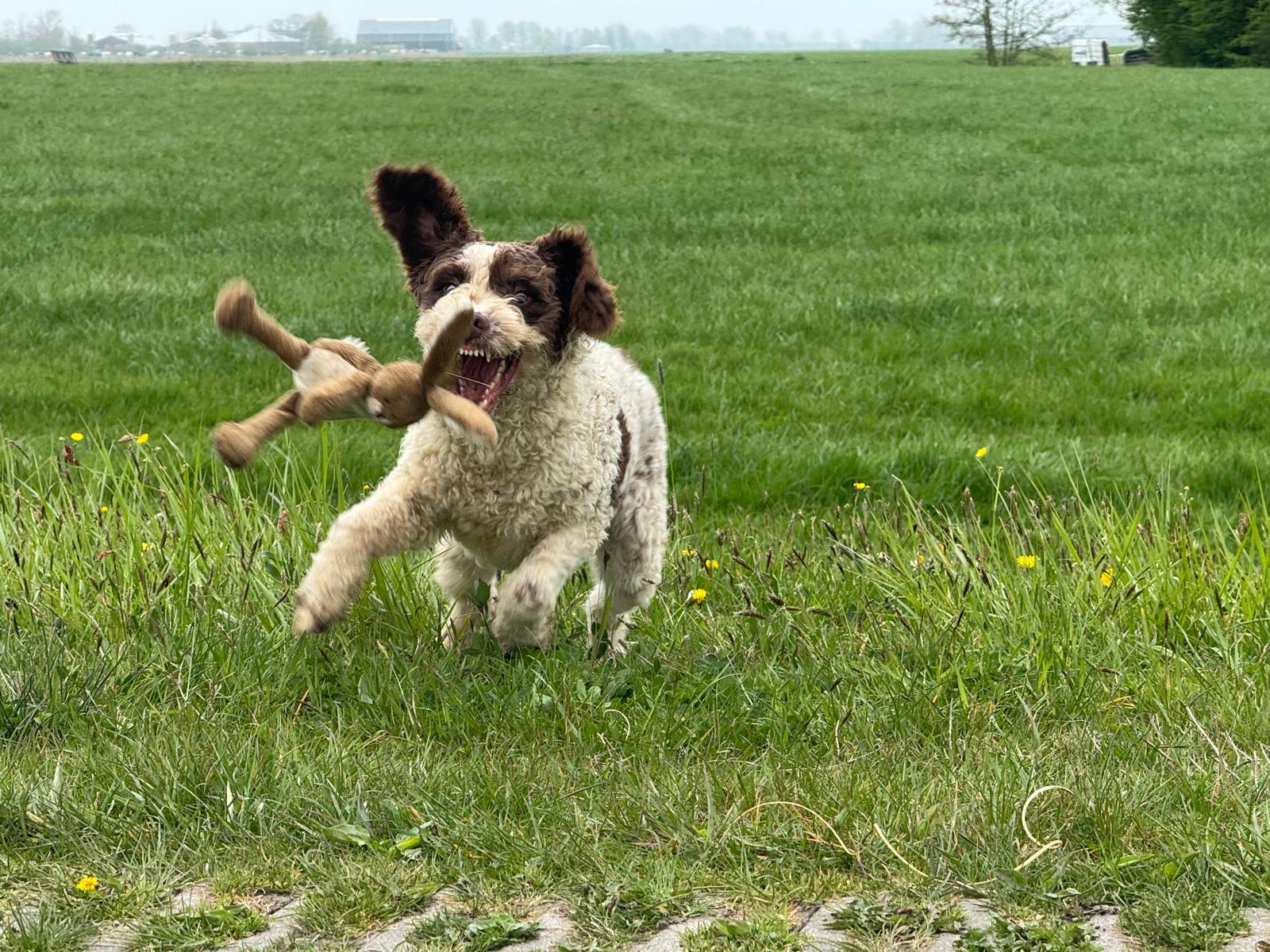 Spaanse Waterhond reu Peter beschikbaar