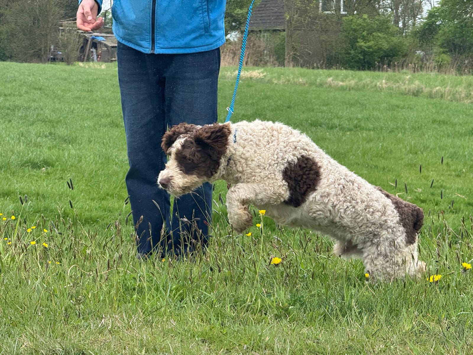 Spaanse Waterhond reu Peter beschikbaar