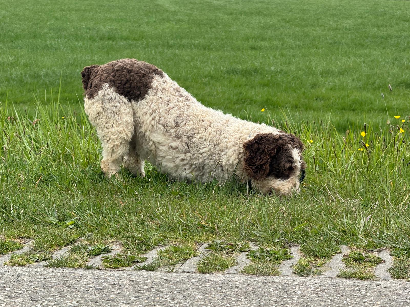 Spaanse Waterhond reu Peter beschikbaar