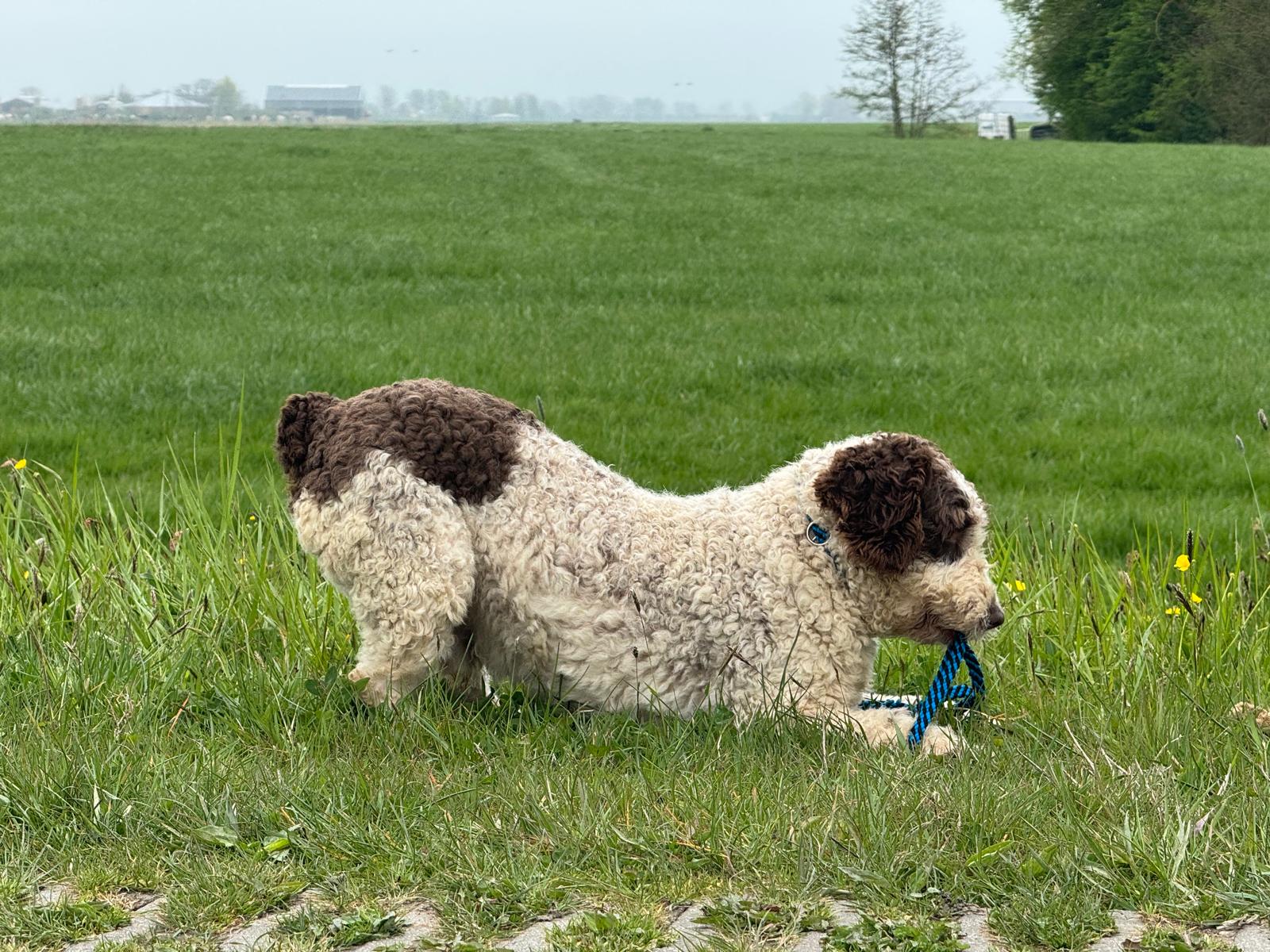 Spaanse Waterhond reu Peter beschikbaar