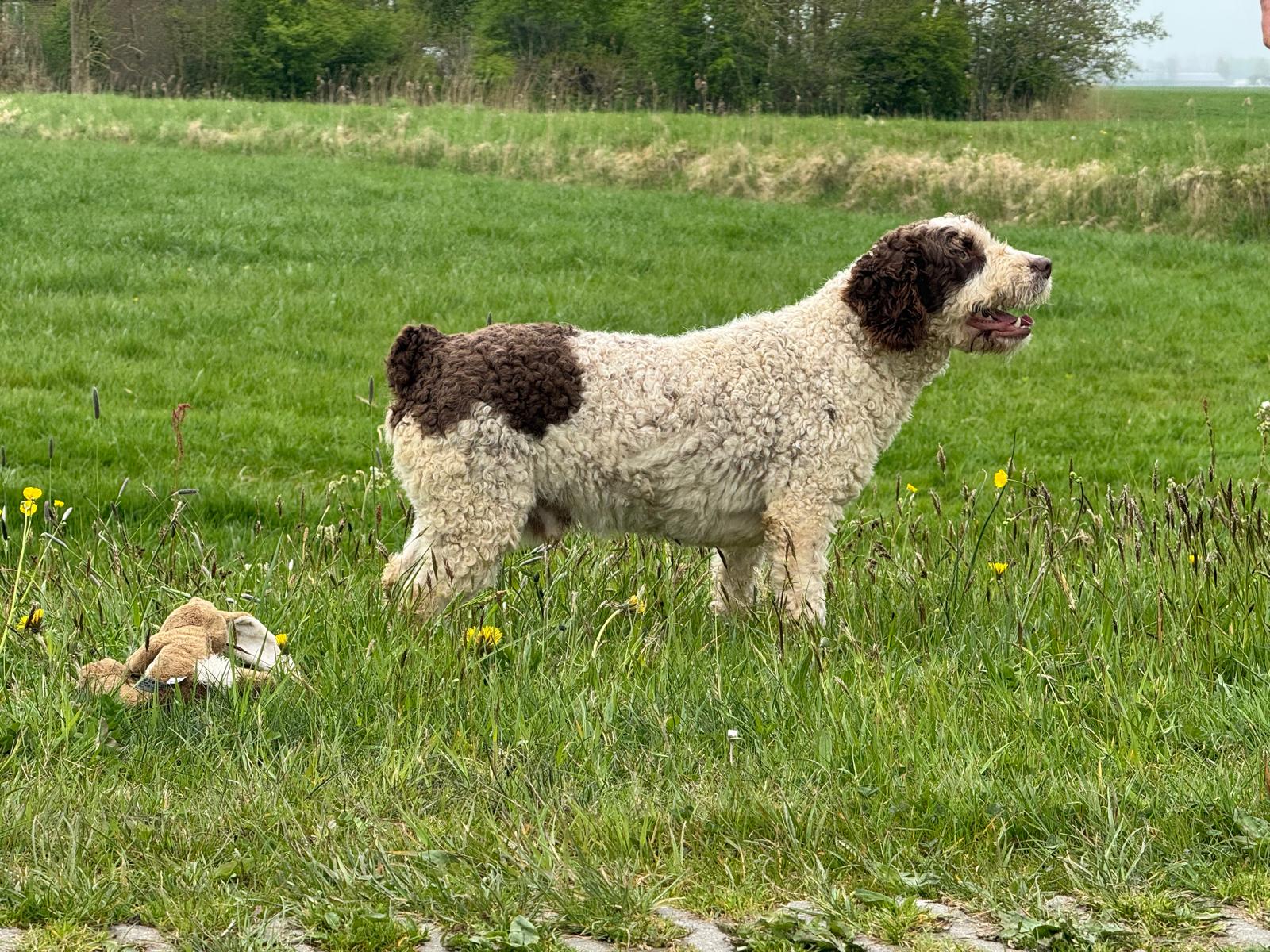 Spaanse Waterhond reu Peter beschikbaar