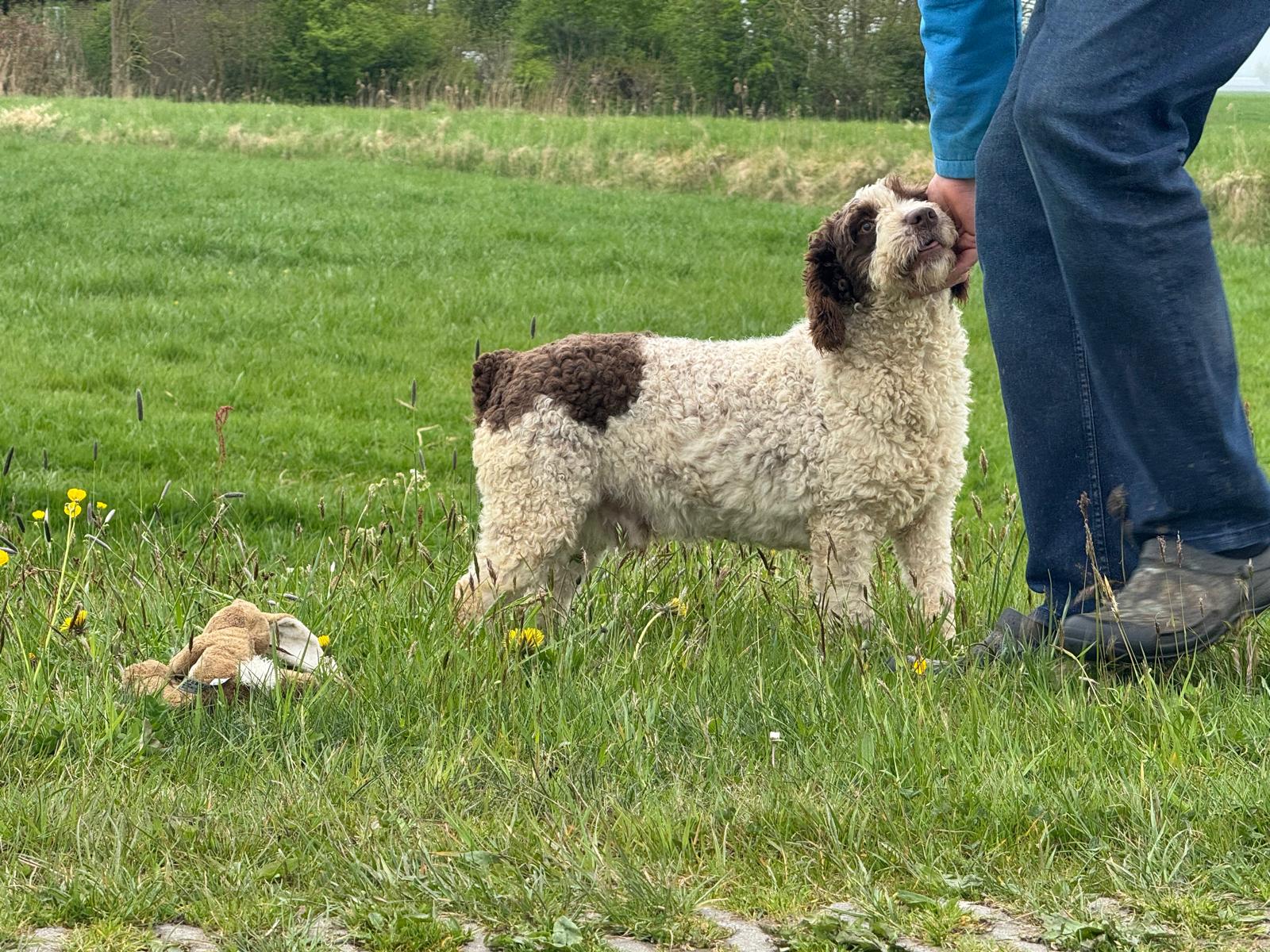 Spaanse Waterhond reu Peter beschikbaar