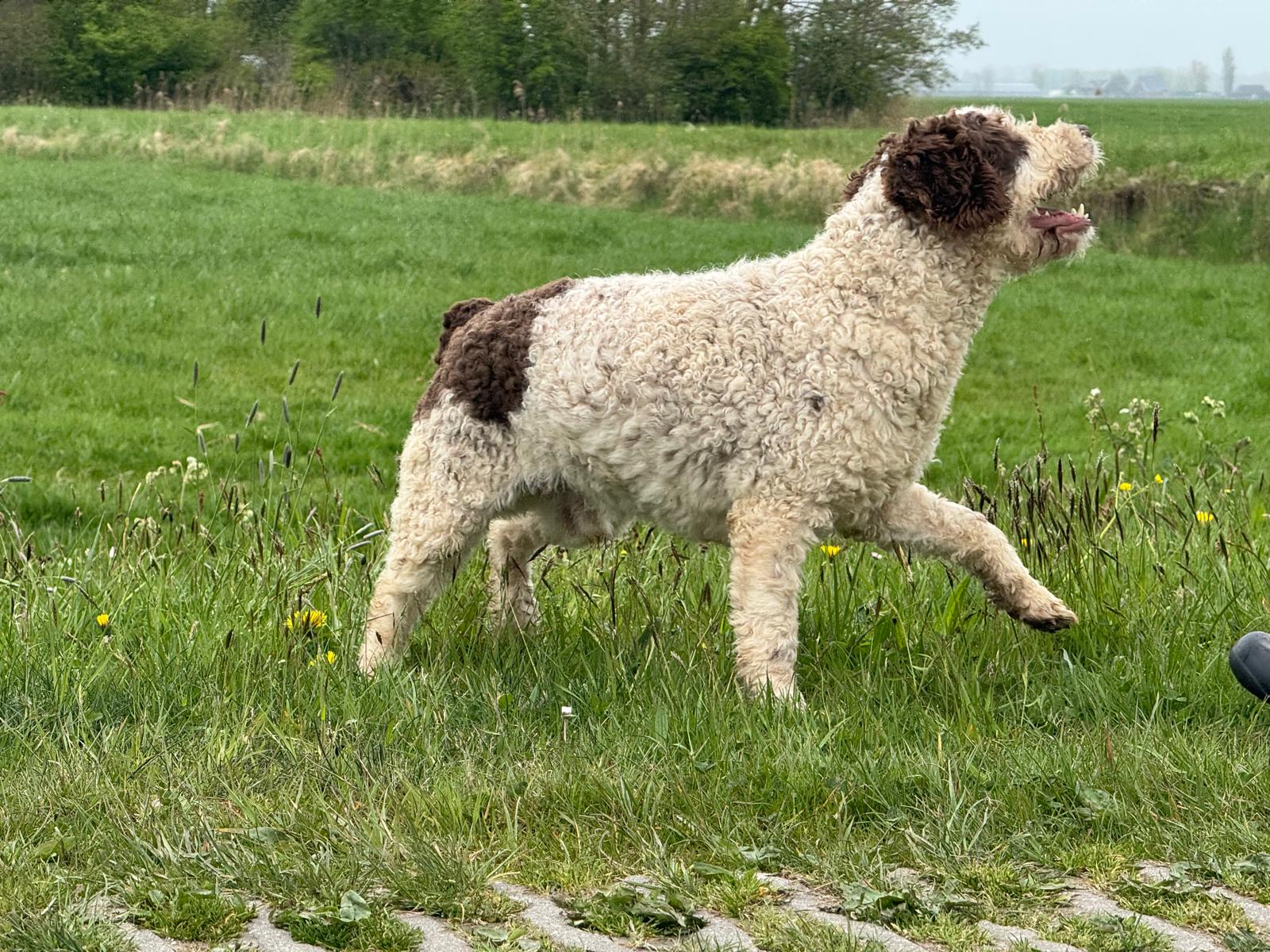 Spaanse Waterhond reu Peter beschikbaar