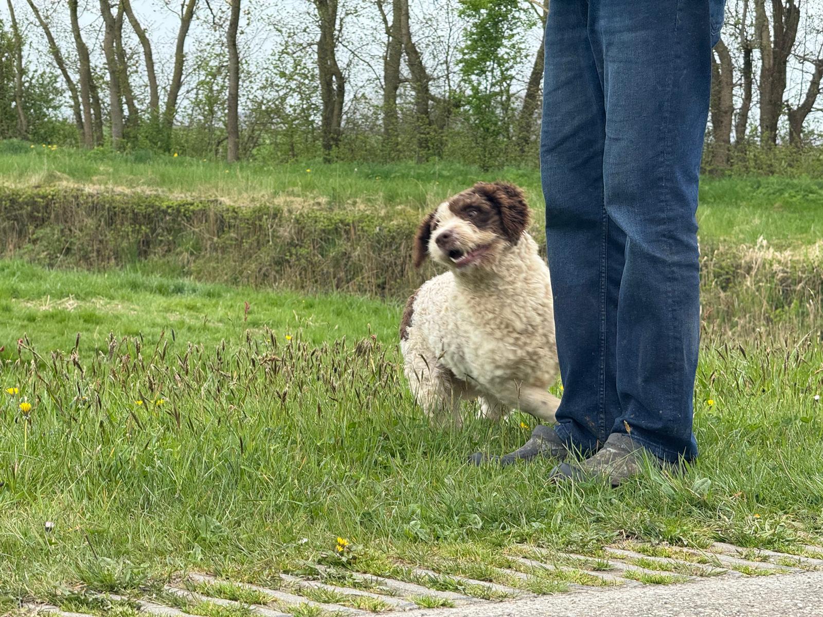 Spaanse Waterhond reu Peter beschikbaar
