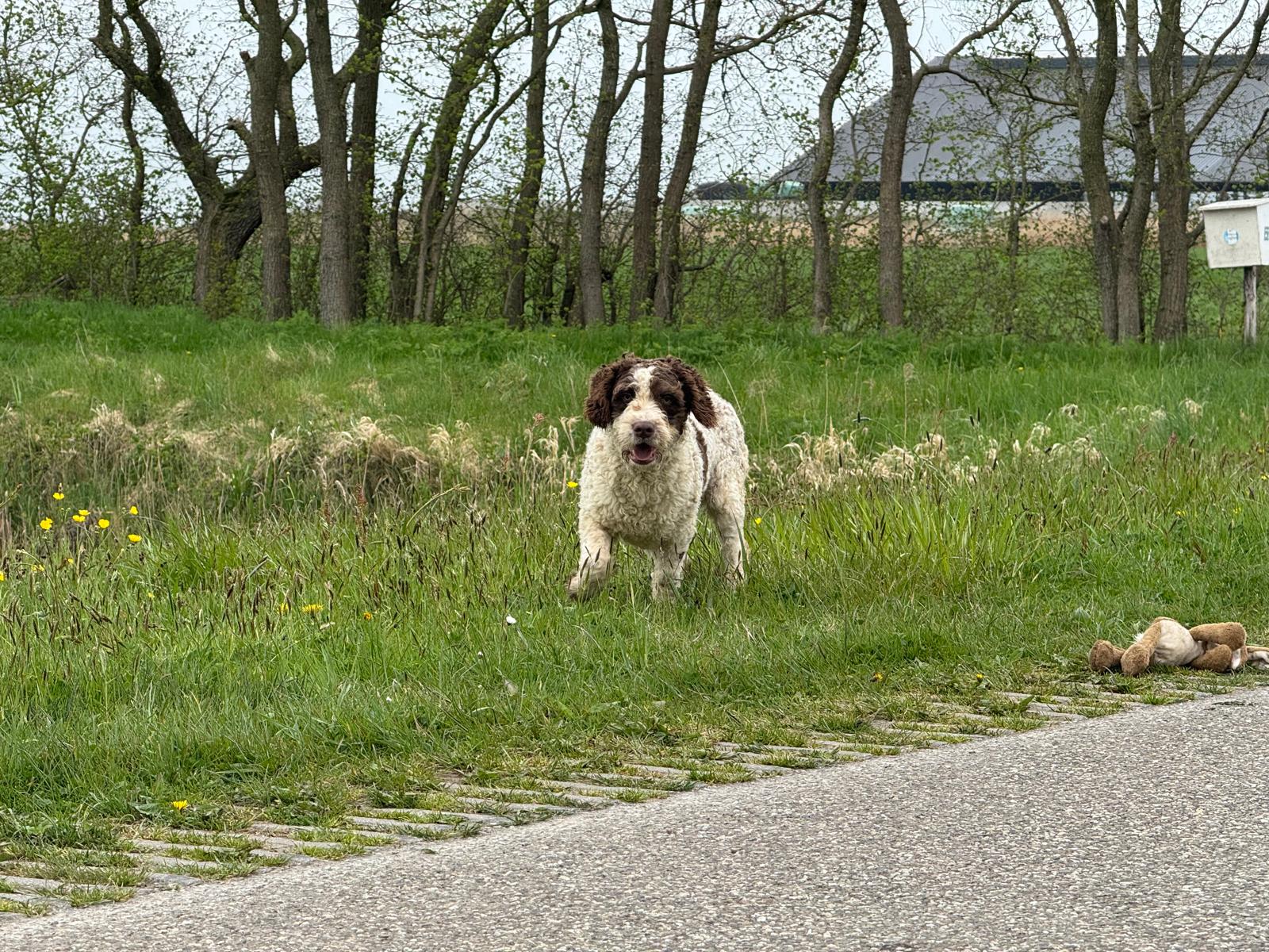 Spaanse Waterhond reu Peter beschikbaar