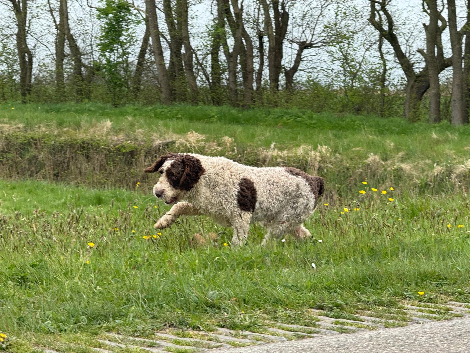Spaanse Waterhond reu Peter beschikbaar