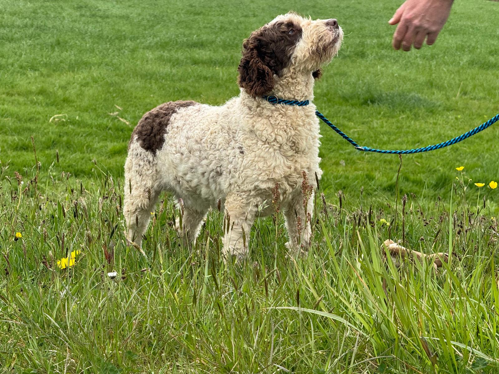 Spaanse Waterhond reu Peter beschikbaar