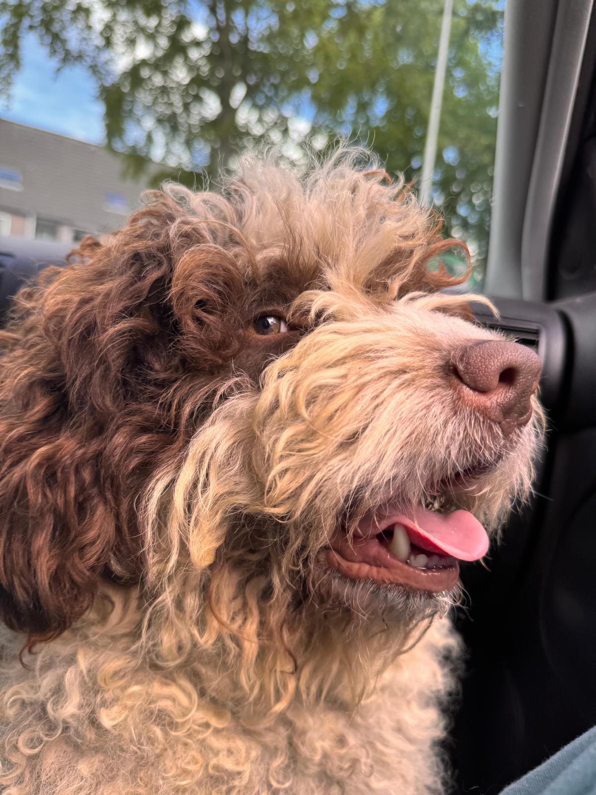 Spaanse Waterhond reu Peter