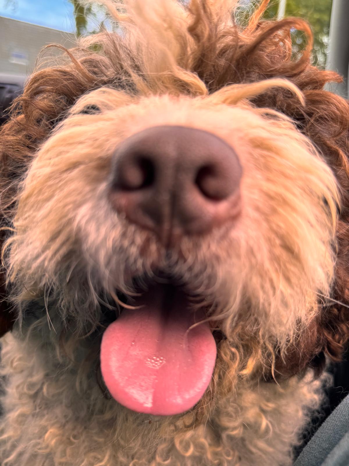 Spaanse Waterhond reu Peter