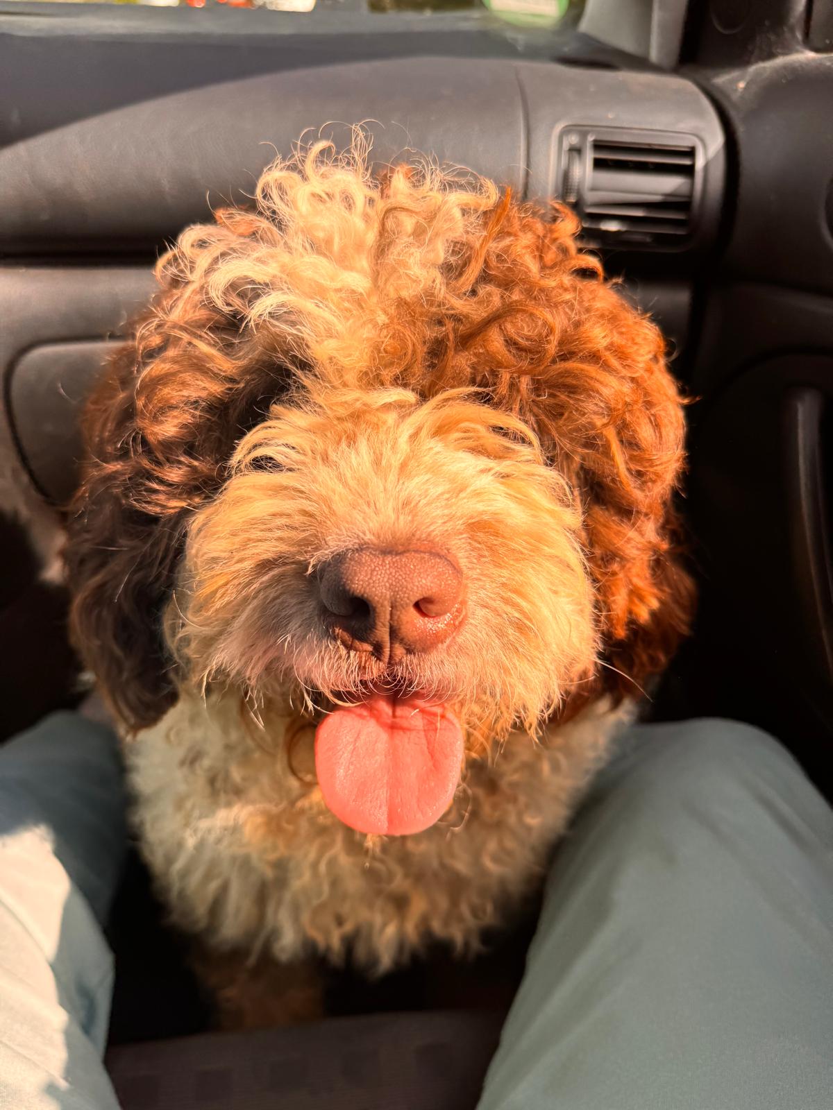 Spaanse Waterhond reu Peter
