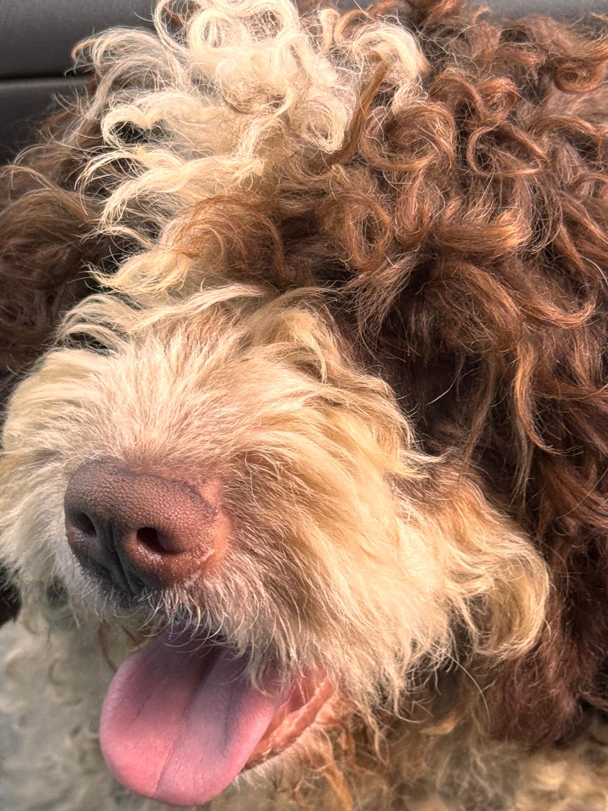 Spaanse Waterhond reu Peter