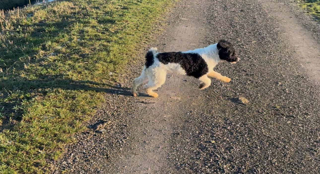 Spaanse Waterhond Renske