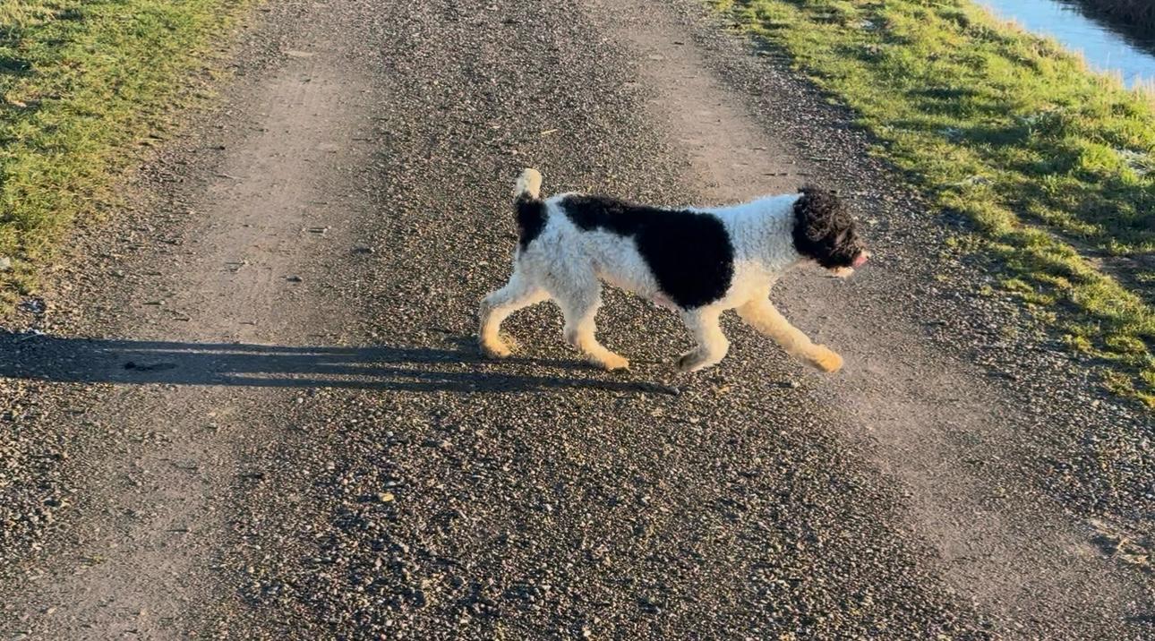 Spaanse Waterhond Renske