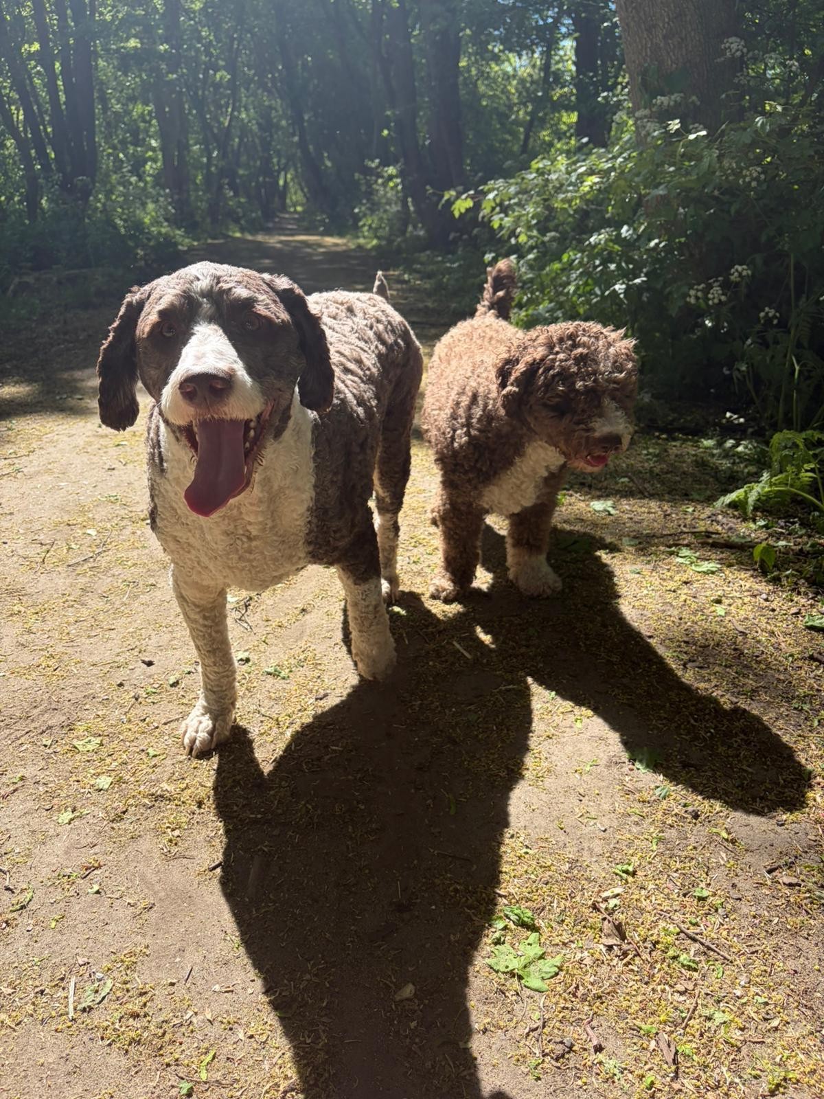 Spaanse Waterhond volwassen reu beschikbaar