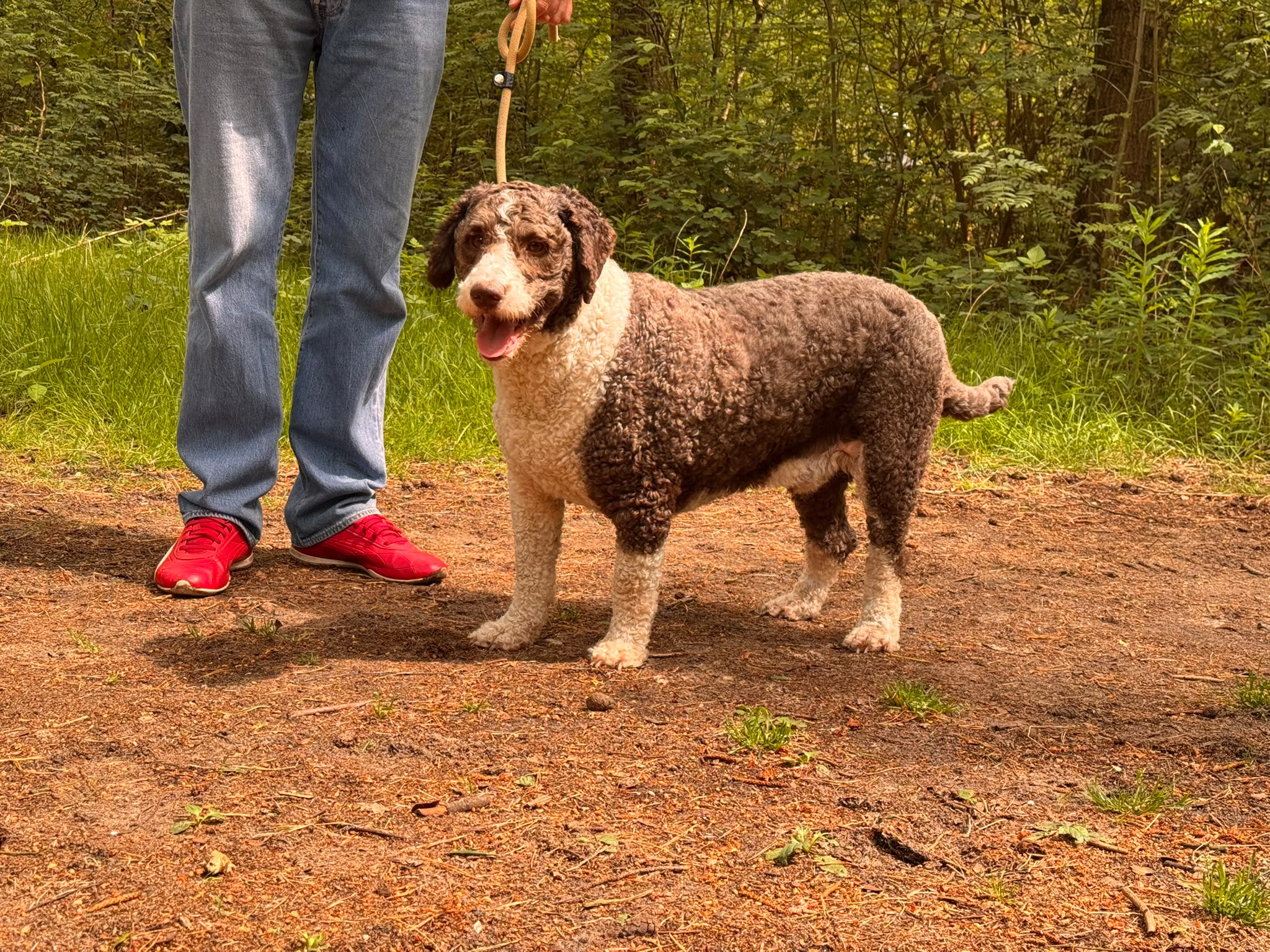 Spaanse Waterhond reu Fatboy Slim