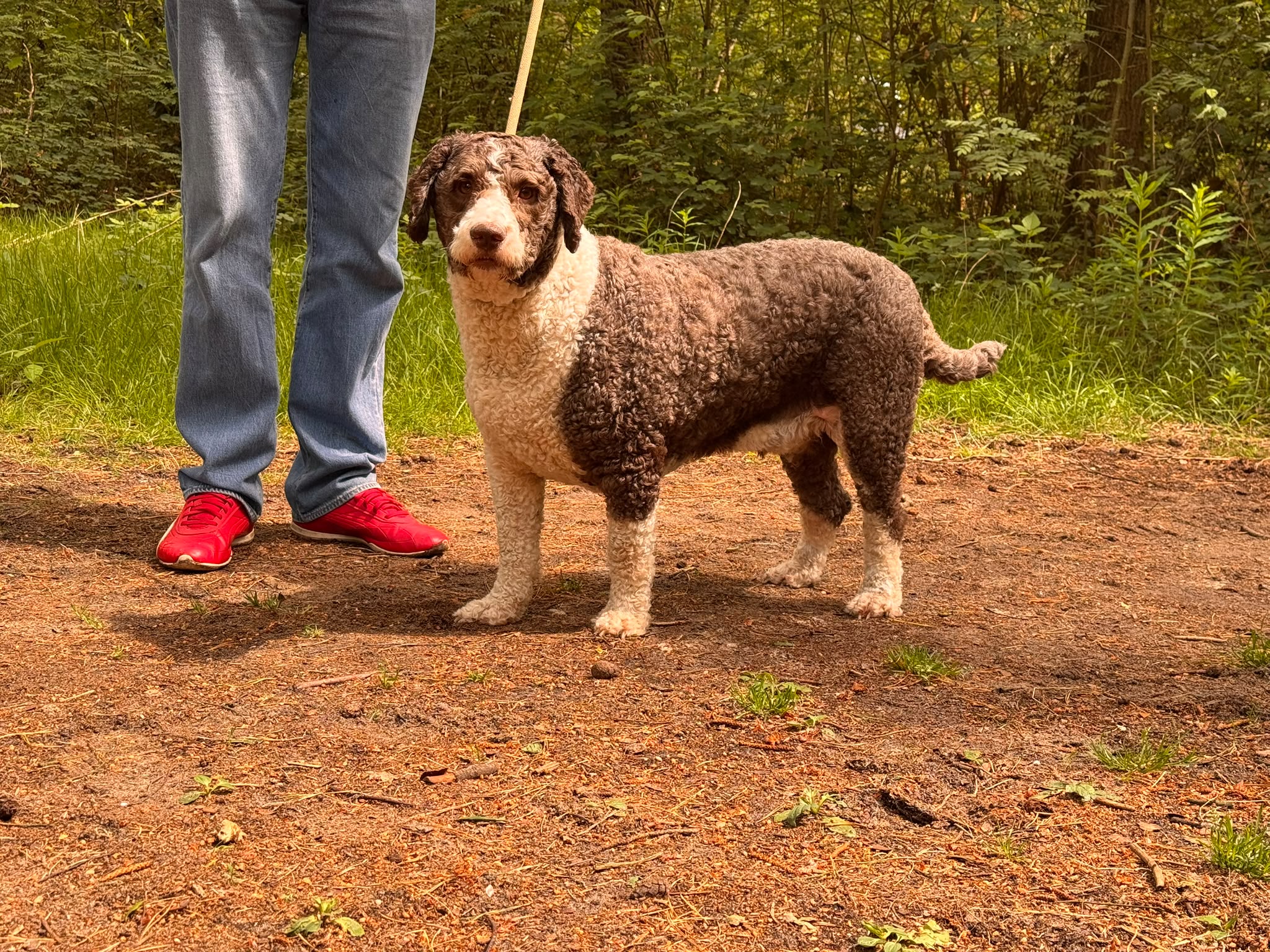 Spaanse Waterhond reu Fatboy Slim