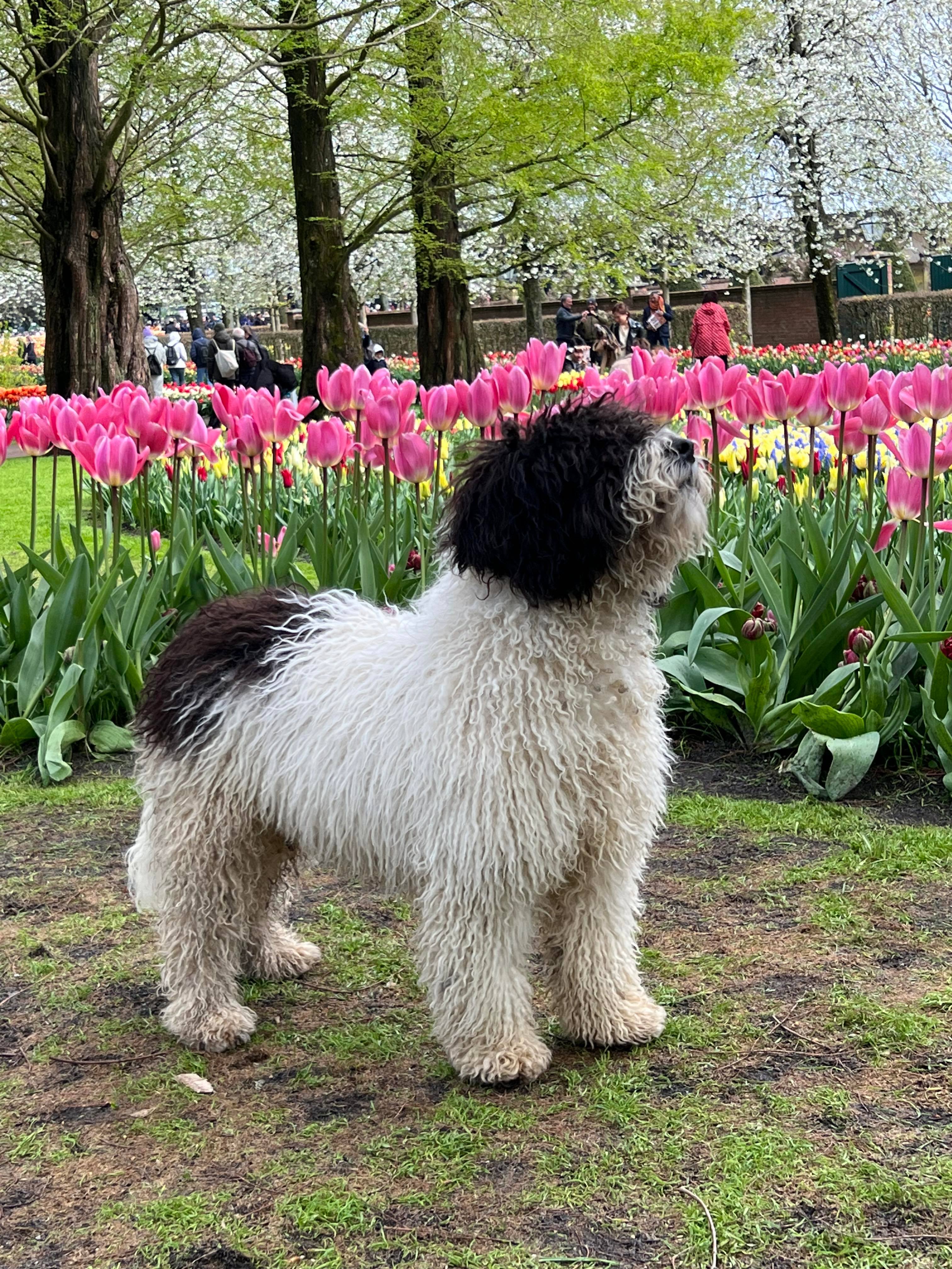 Spaanse Waterhond