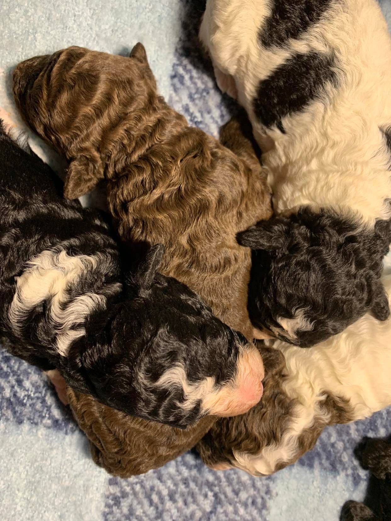 Spaanse Waterhond pups