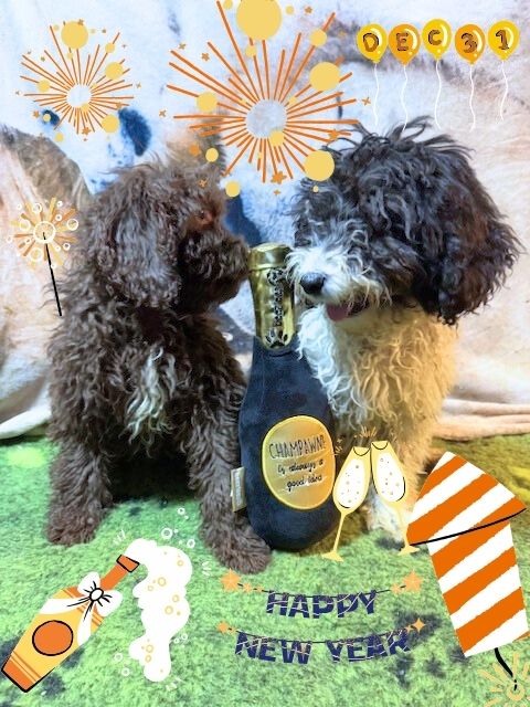 Spaanse Waterhond pups Happy New Year