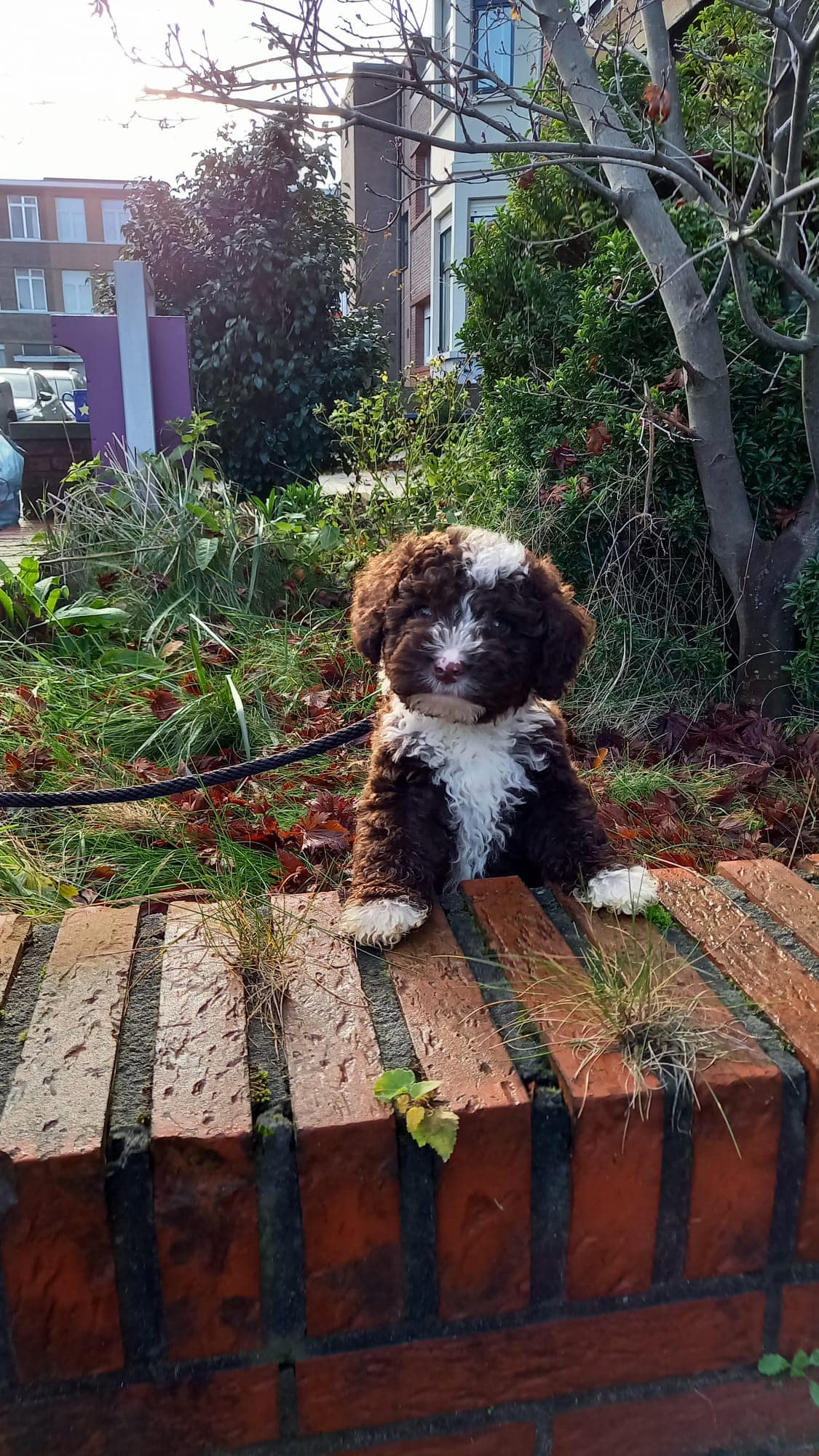 Spaanse Waterhond pup