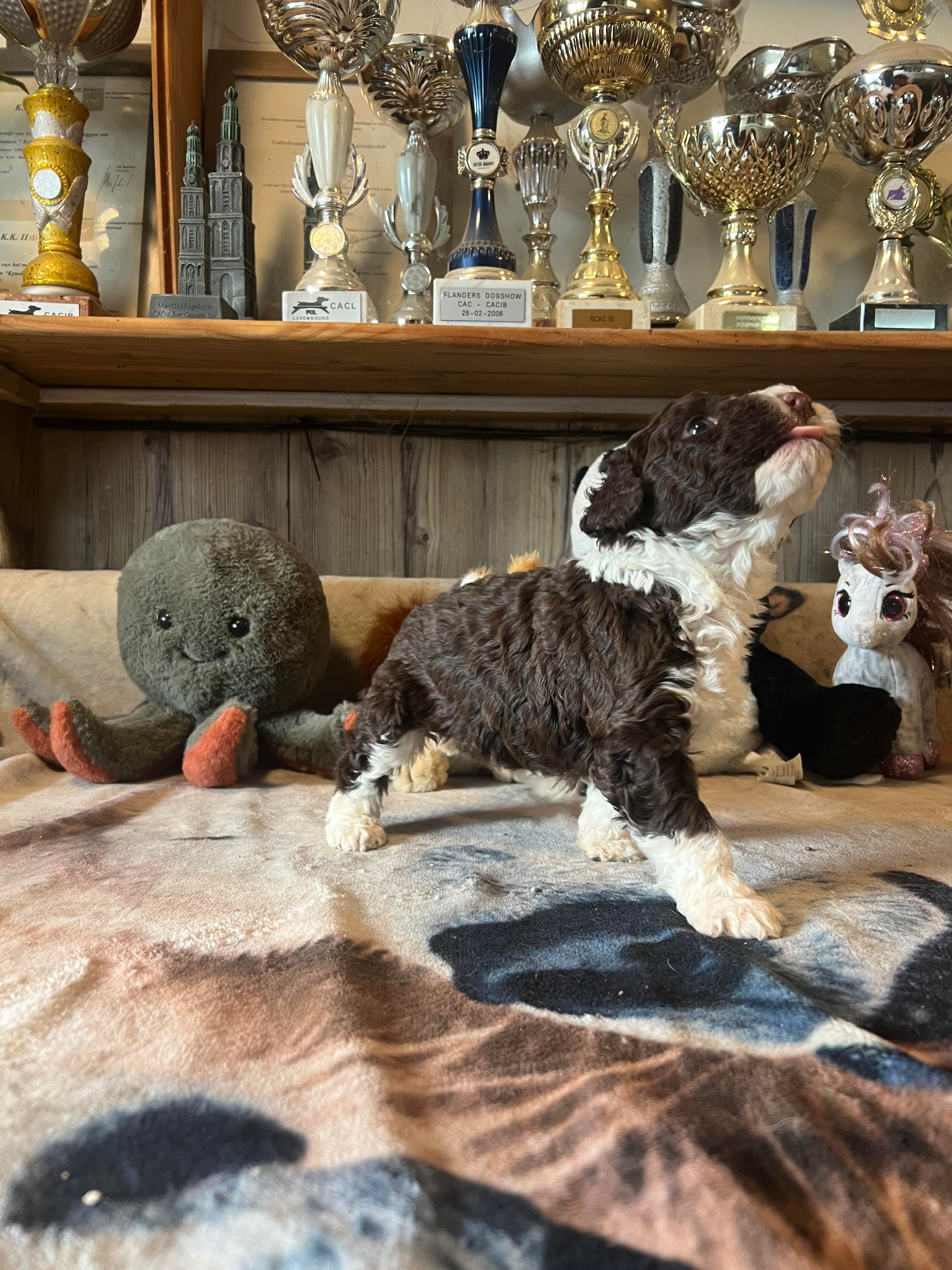 Spaanse Waterhond pup