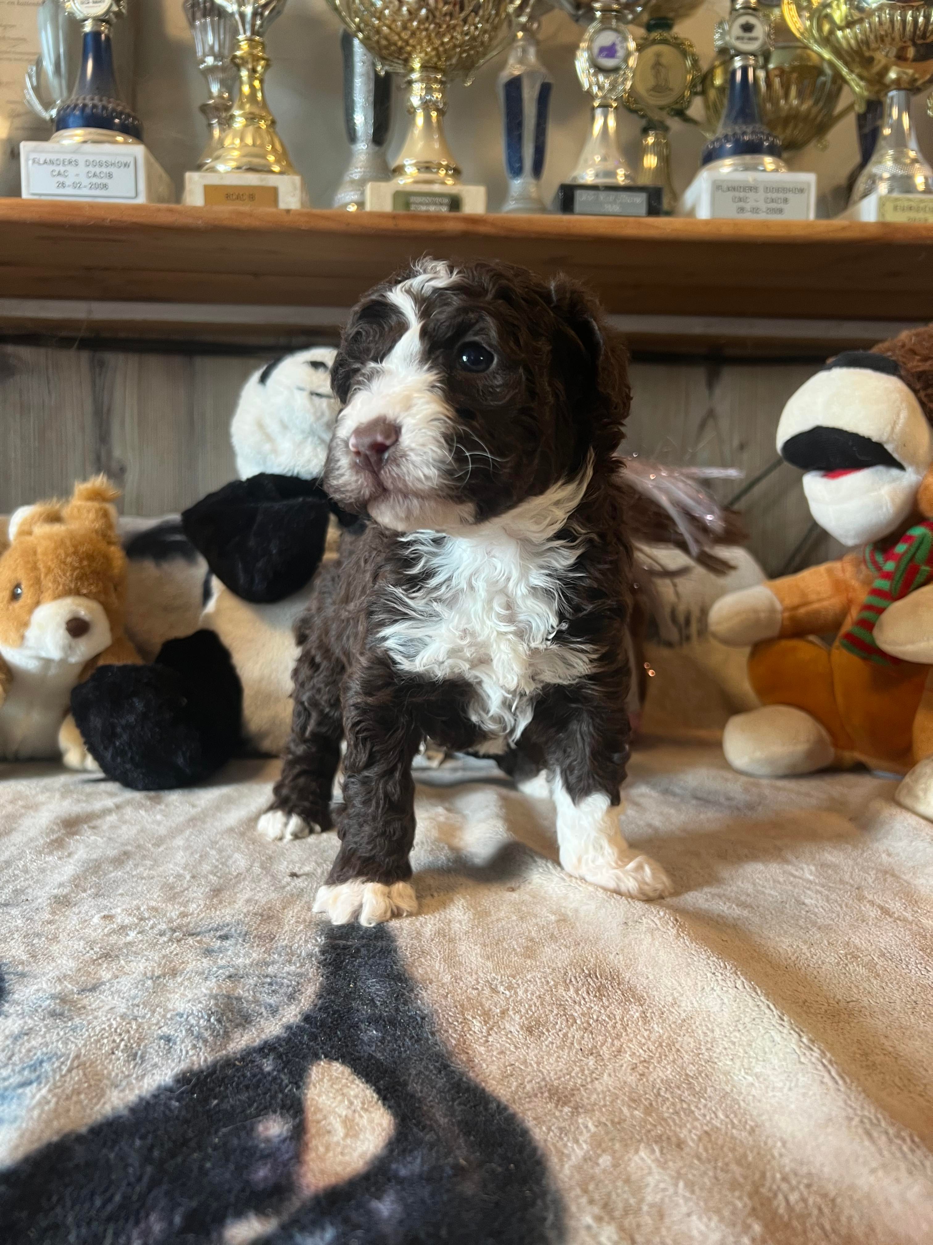 Spaanse Waterhond pup