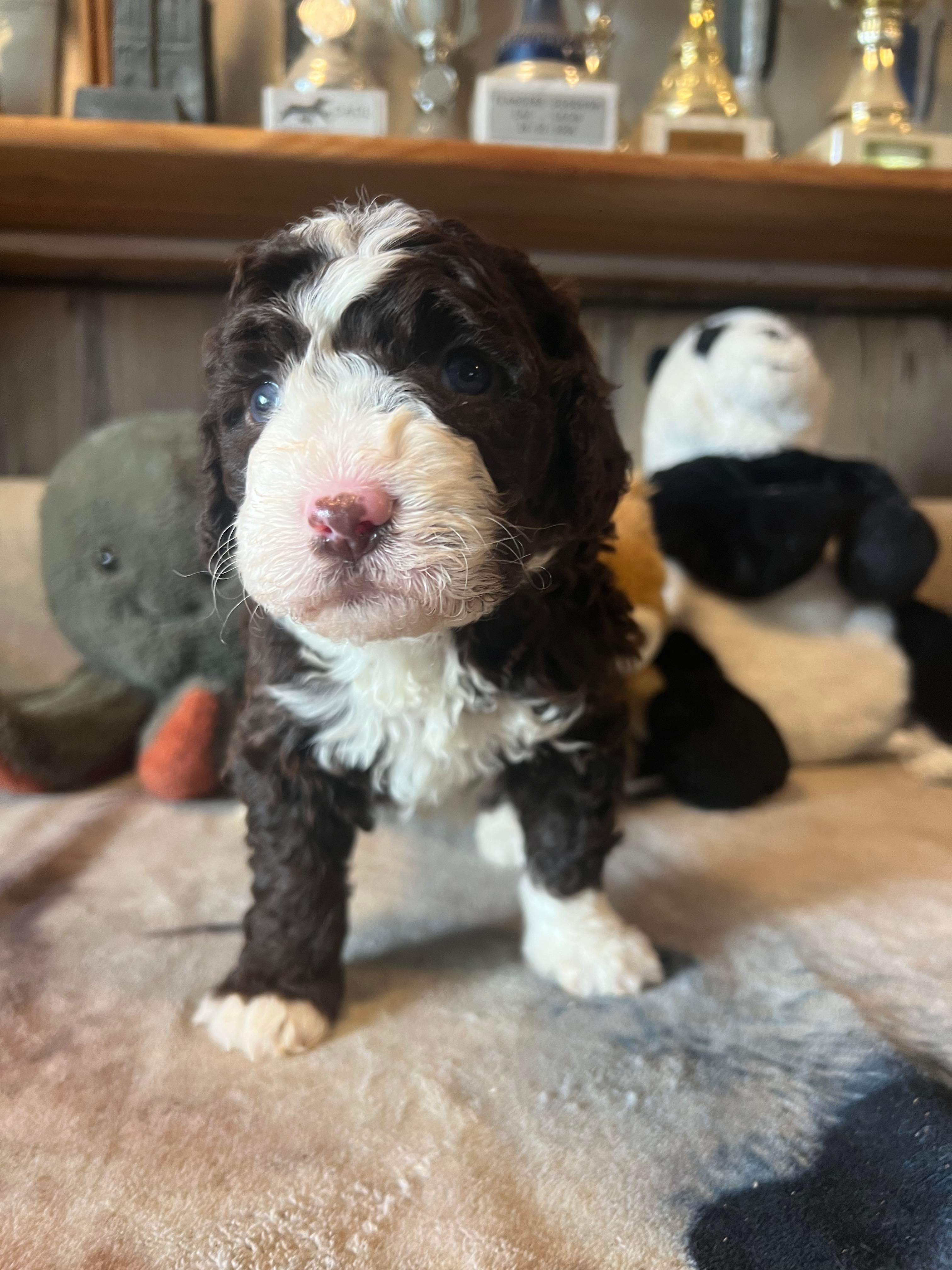 Spaanse Waterhond pup