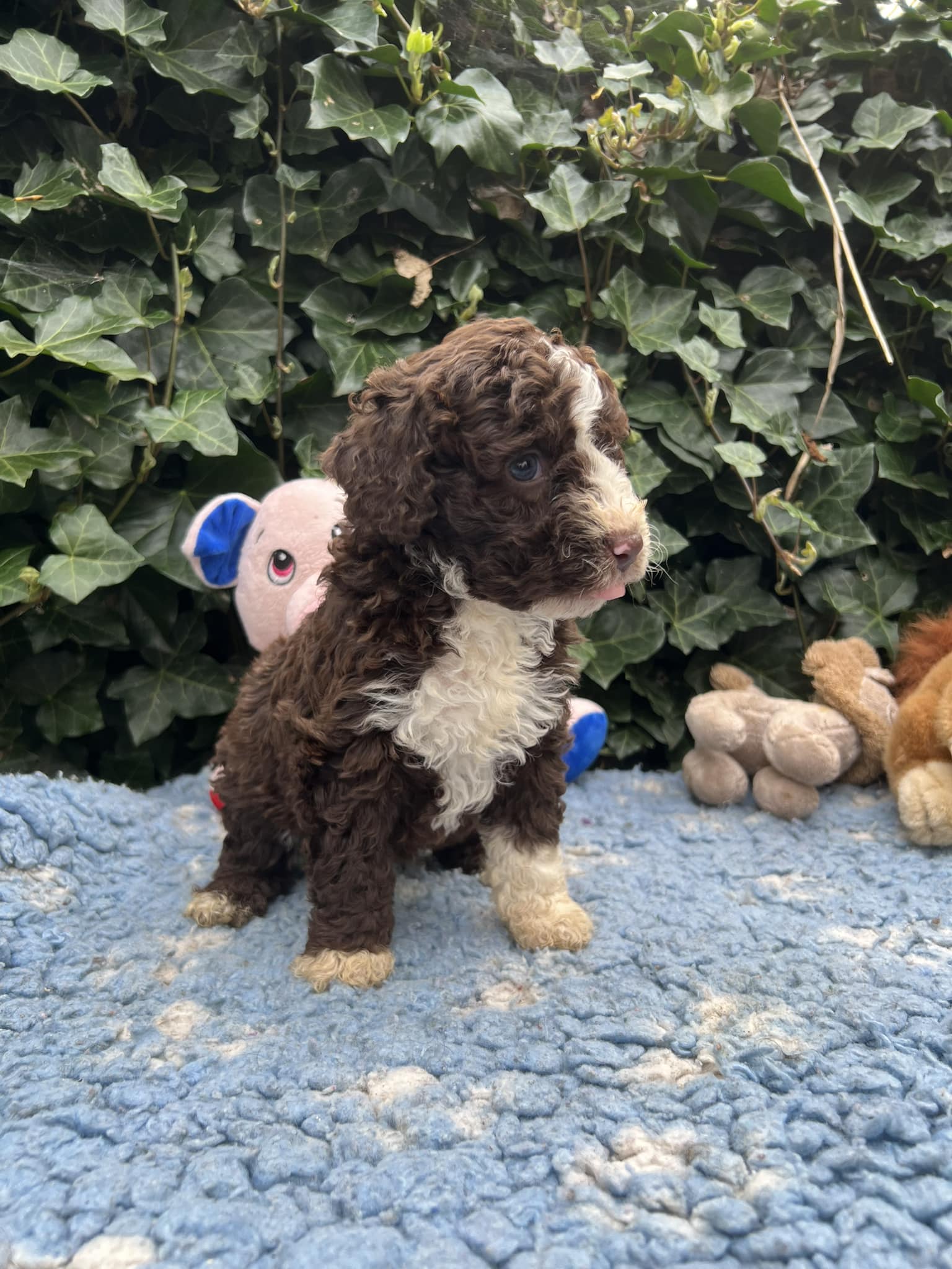 Spaanse Waterhond pup teefje