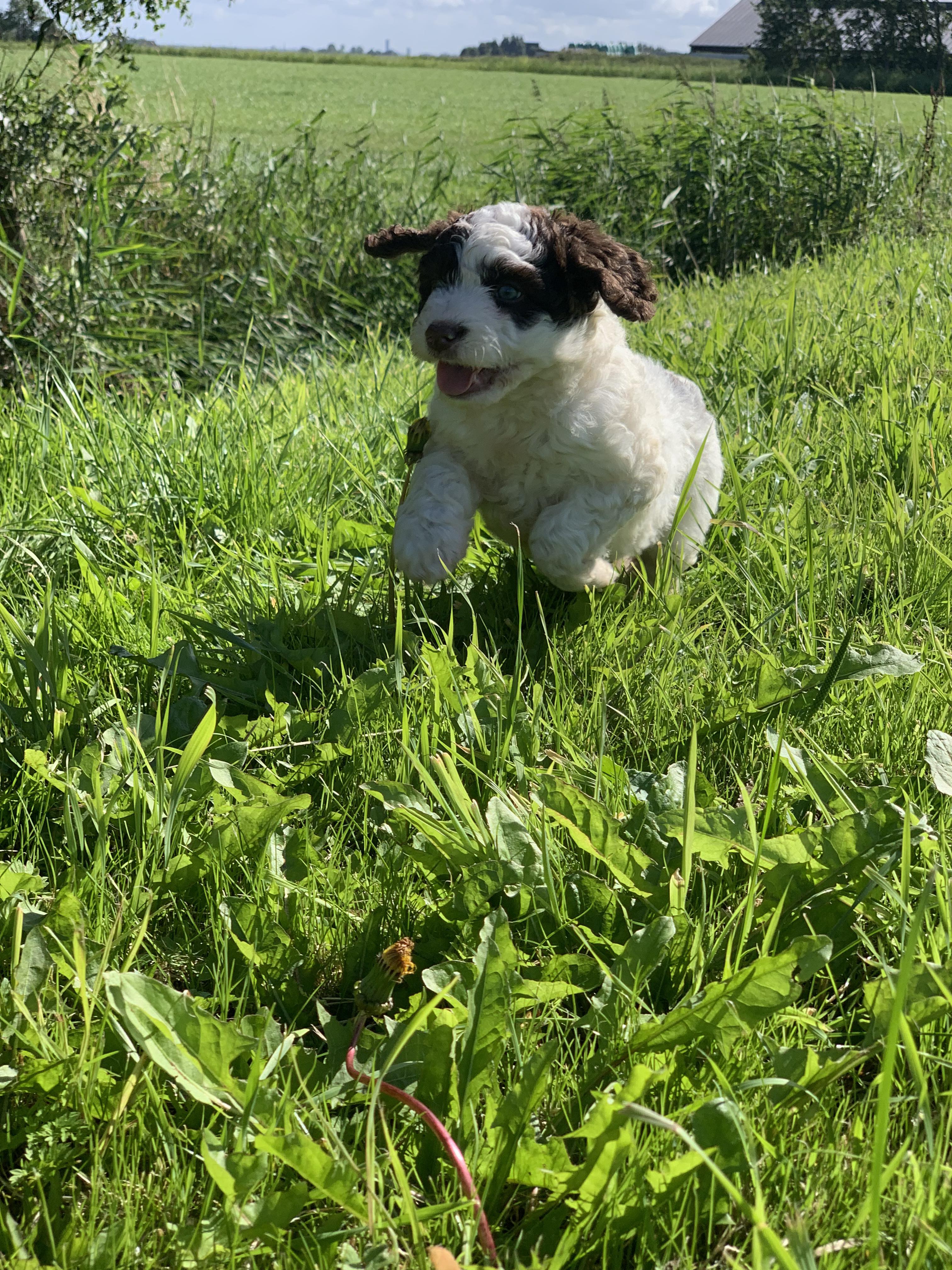 Spaanse Waterhond pup 