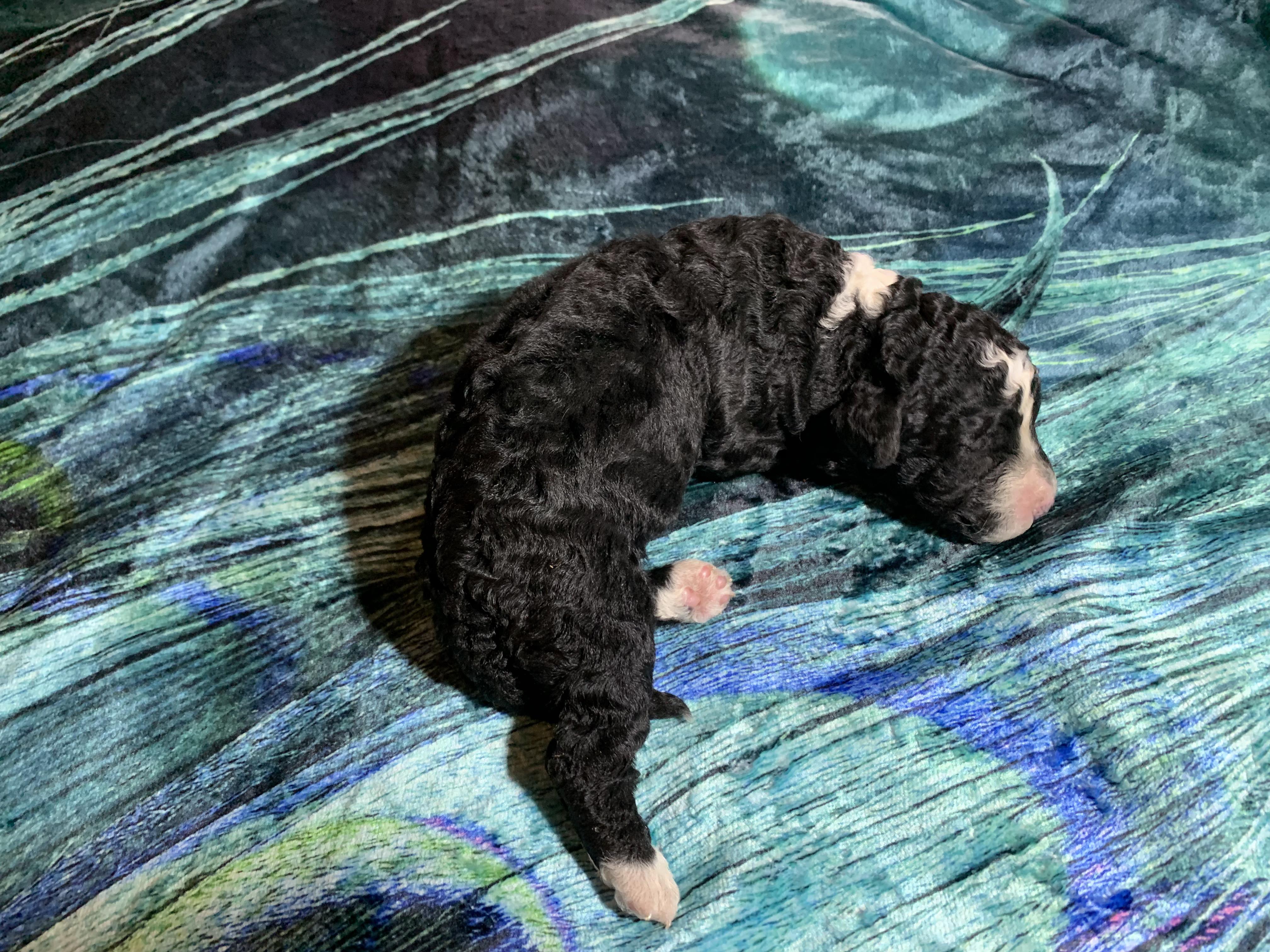 Spaanse Waterhond pup