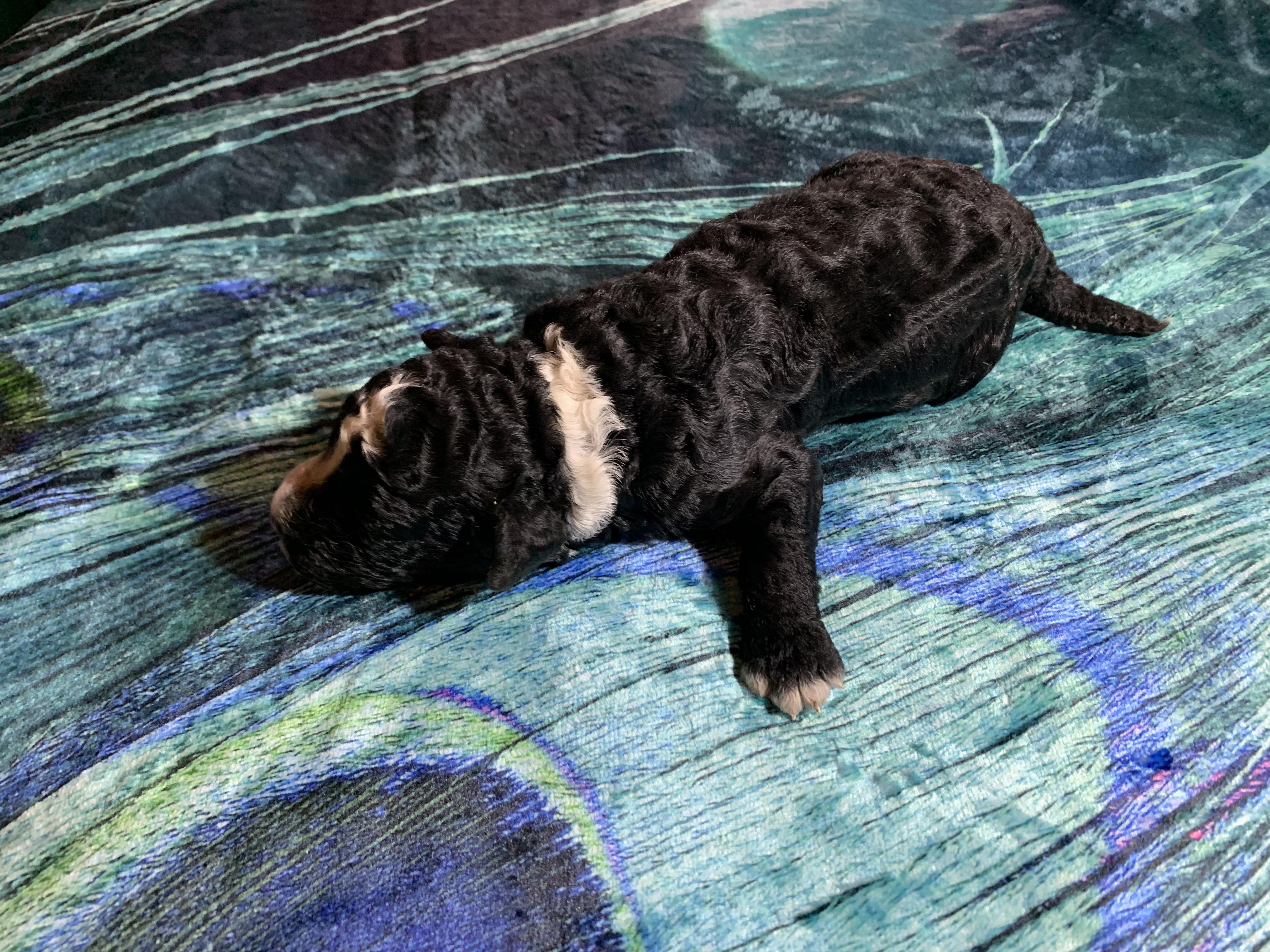 Spaanse Waterhond pup