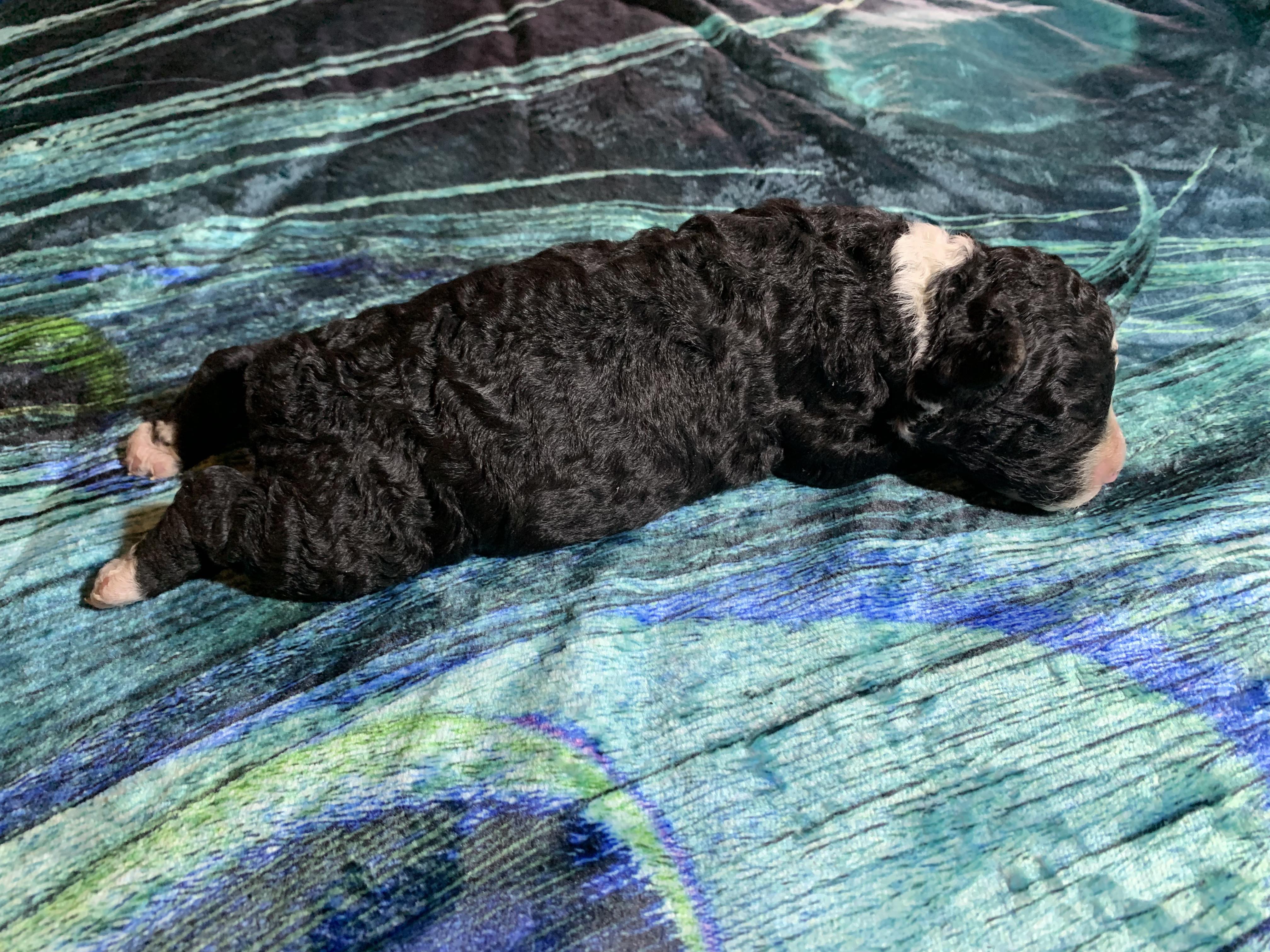 Spaanse Waterhond pup