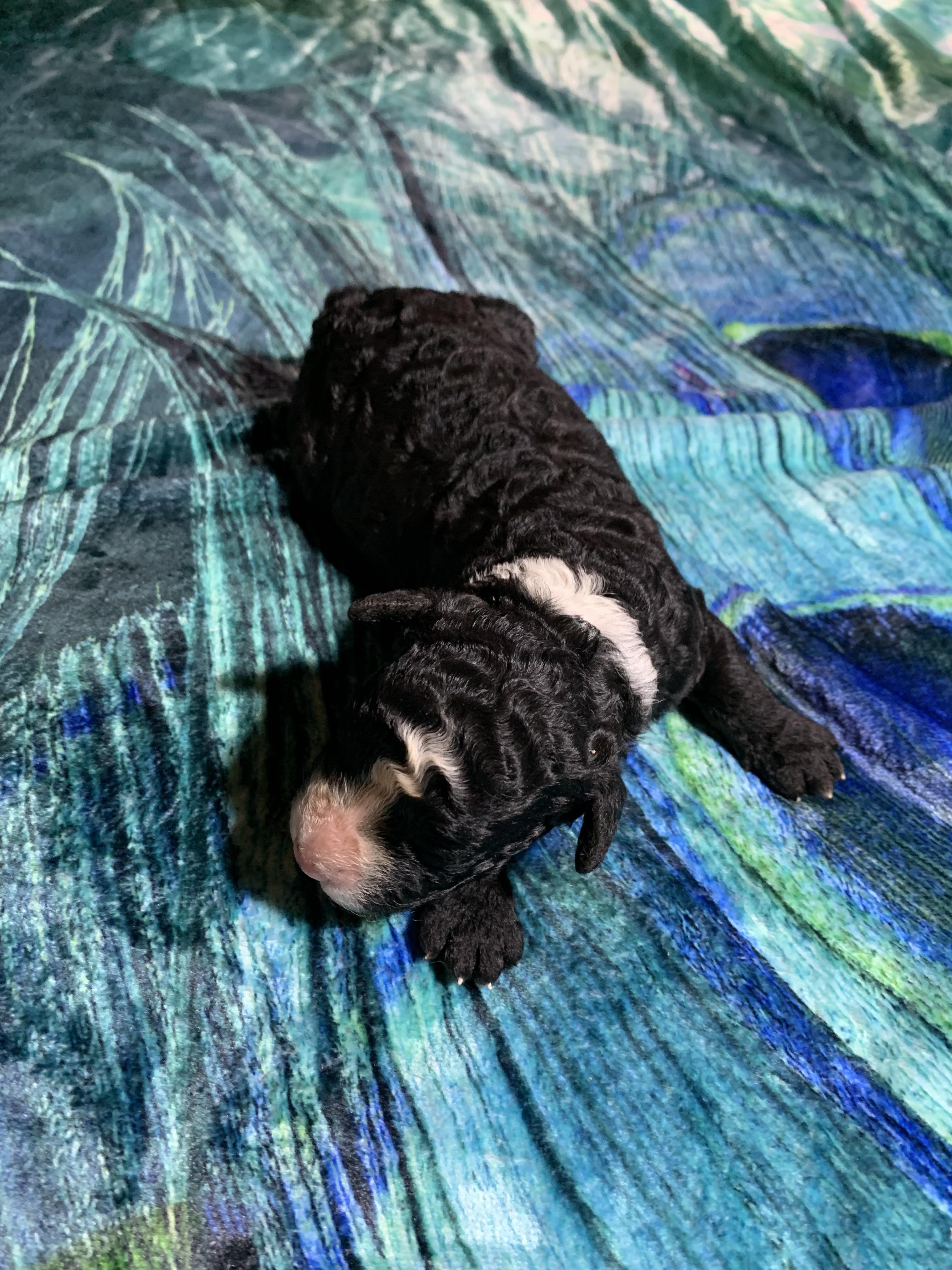 Spaanse Waterhond pup