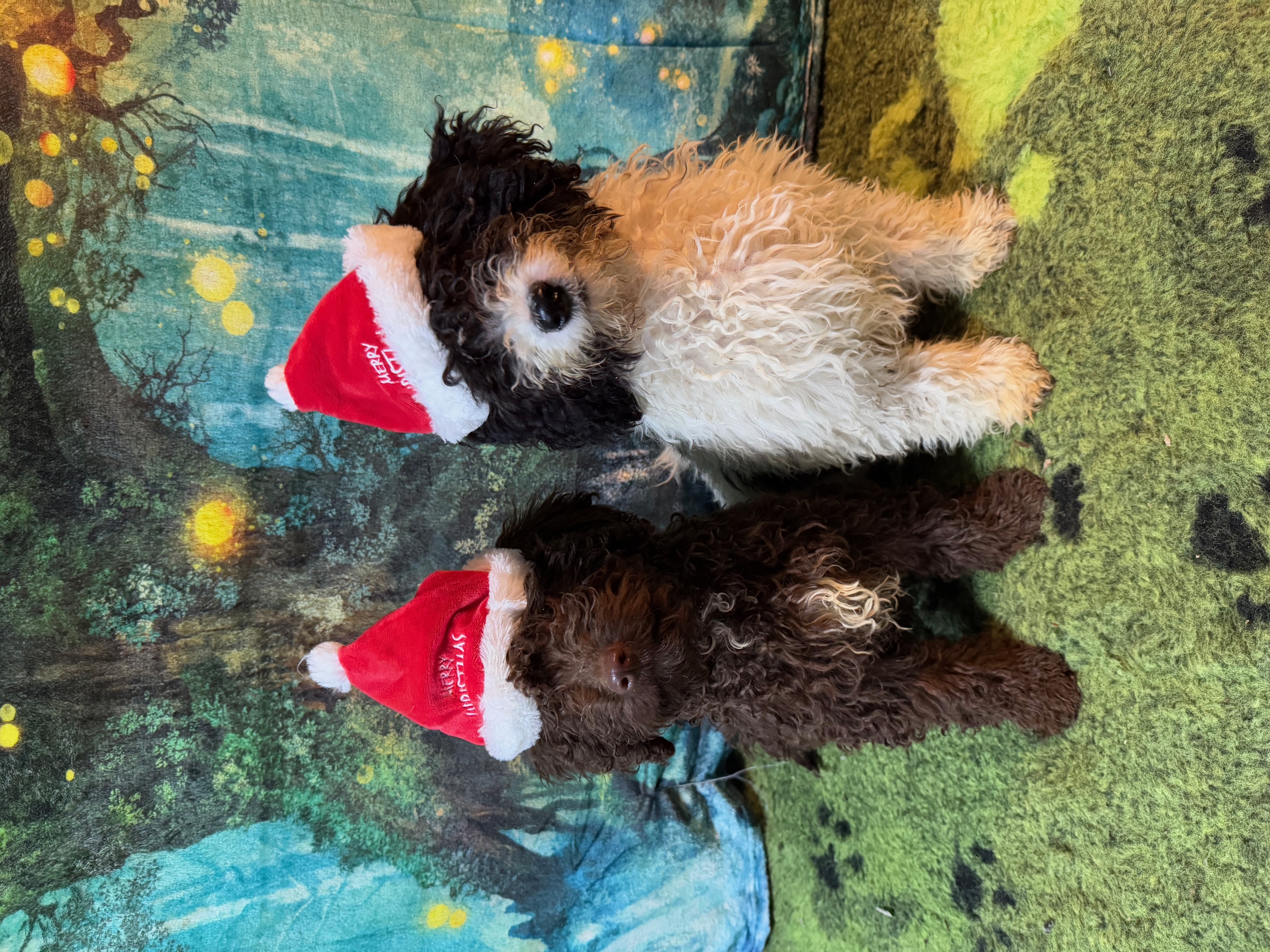 Spaanse Waterhond pups wensen jullie vrolijk Kerstfeest 