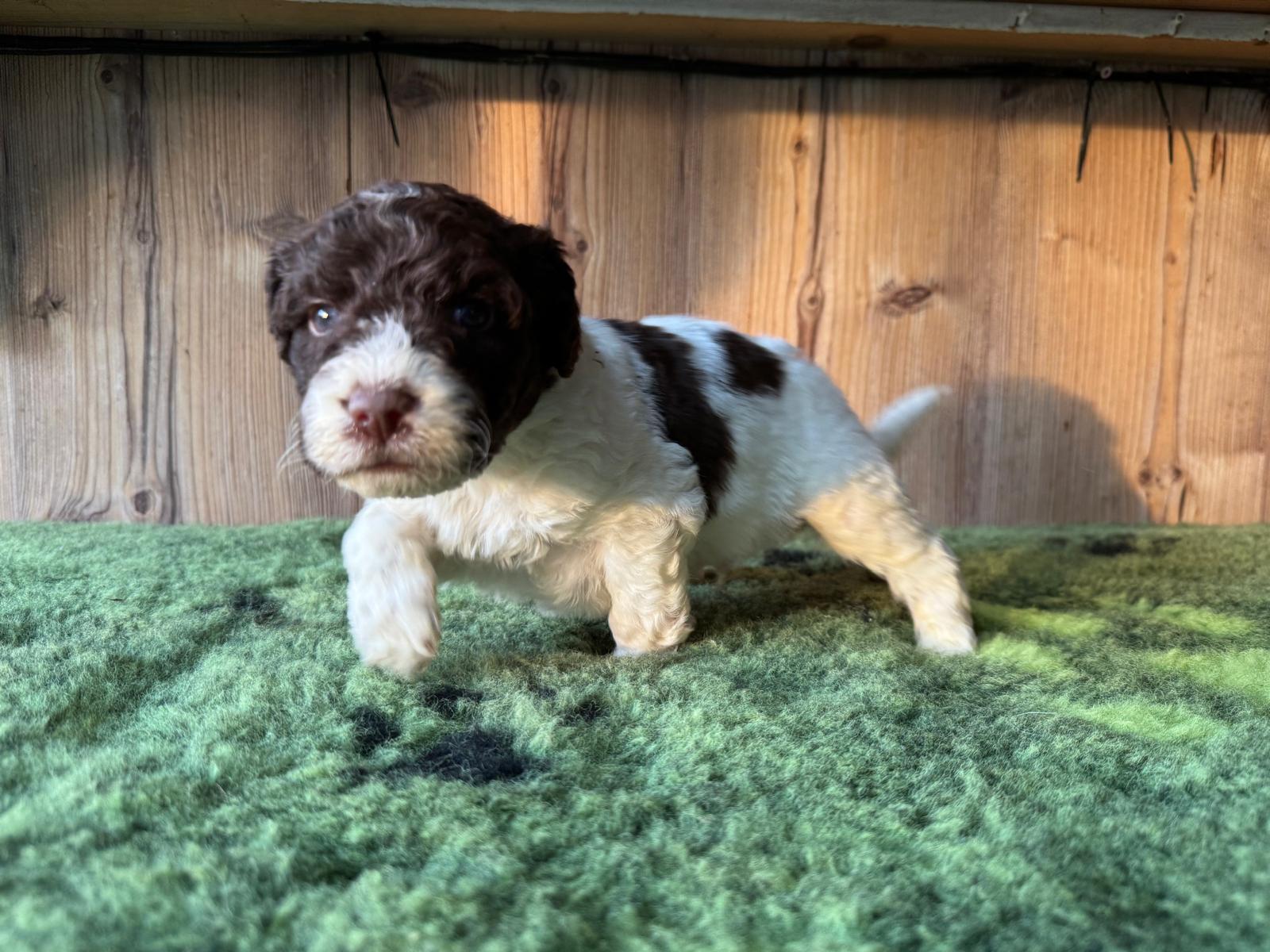 Spaanse Waterhond pup wit-bruin