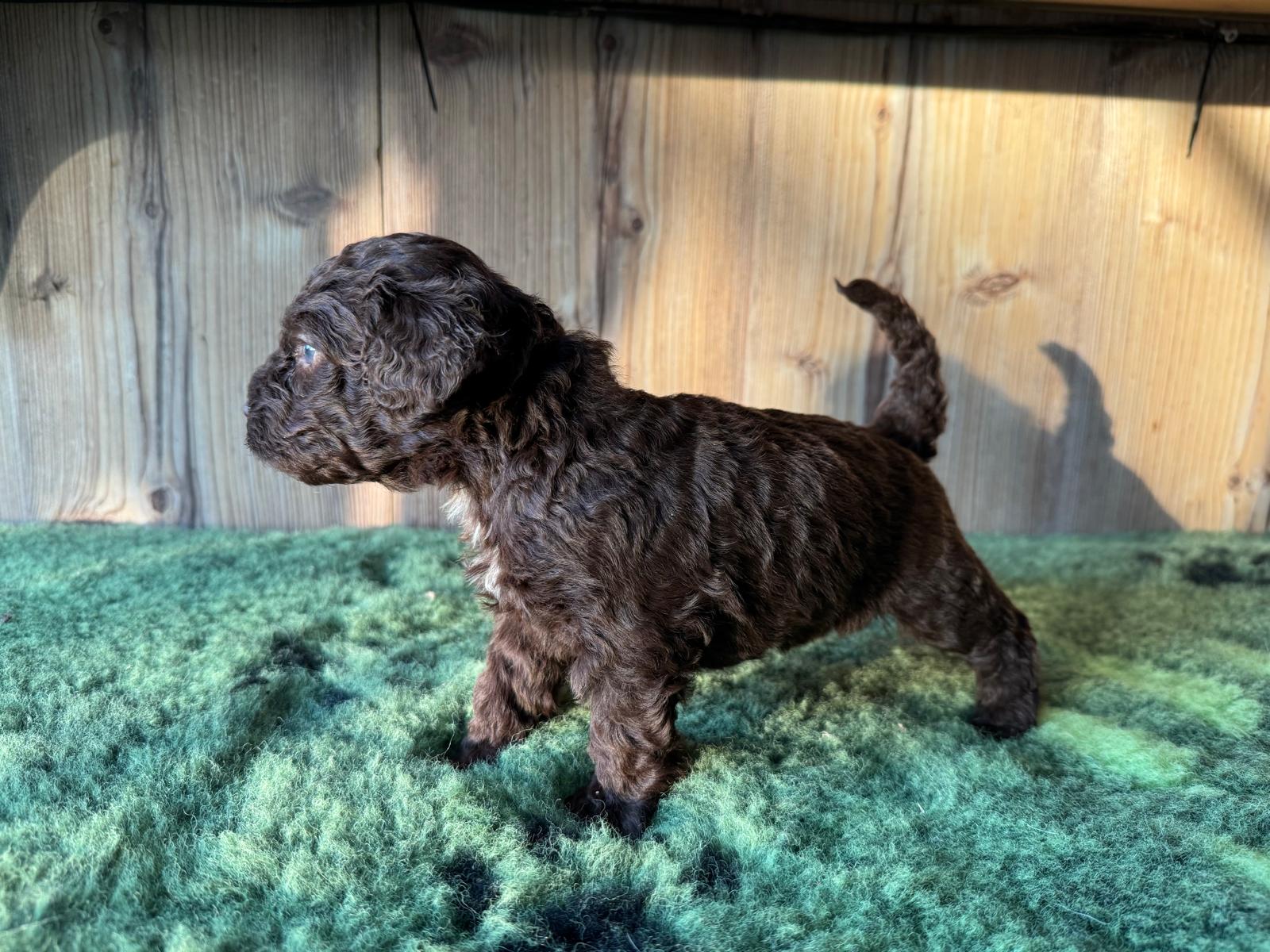 Spaanse Waterhond bruine pup