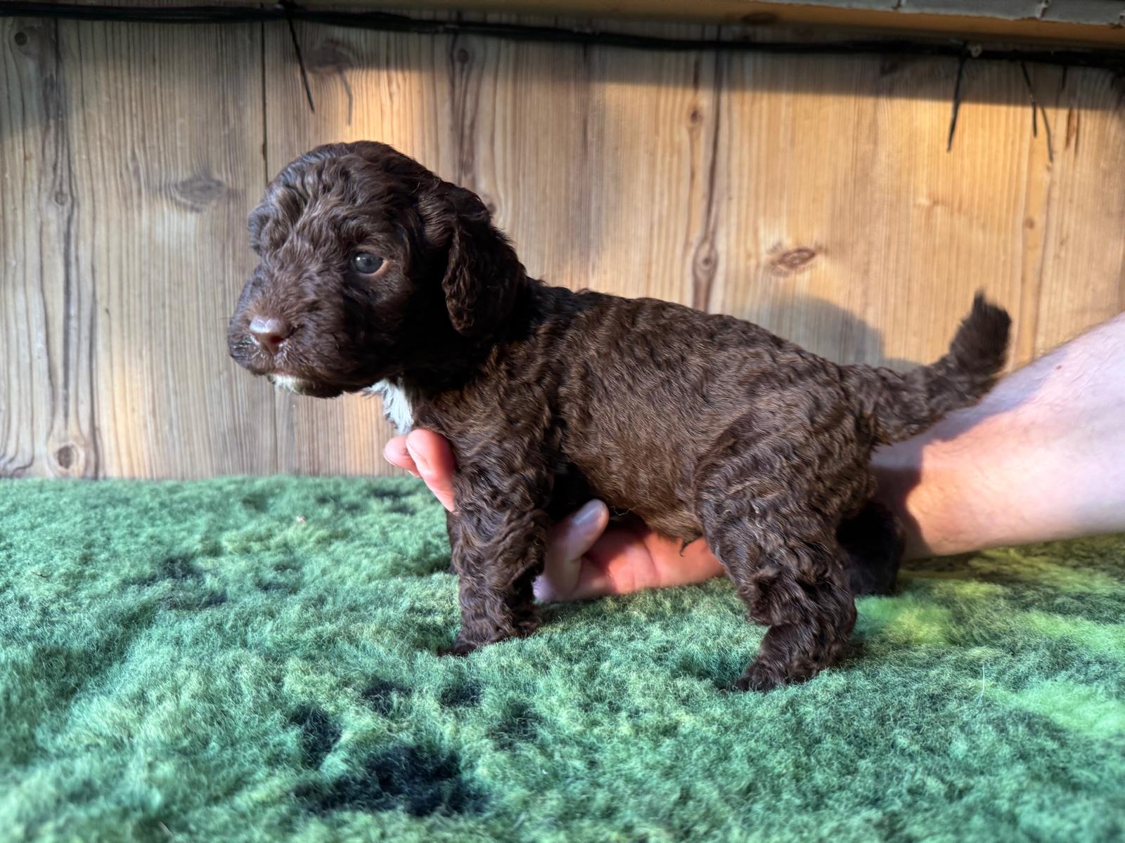 Spaanse Waterhond bruine pup