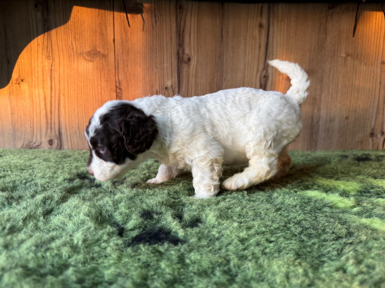 Spaanse Waterhond pup teefje 4 bruin-wit
