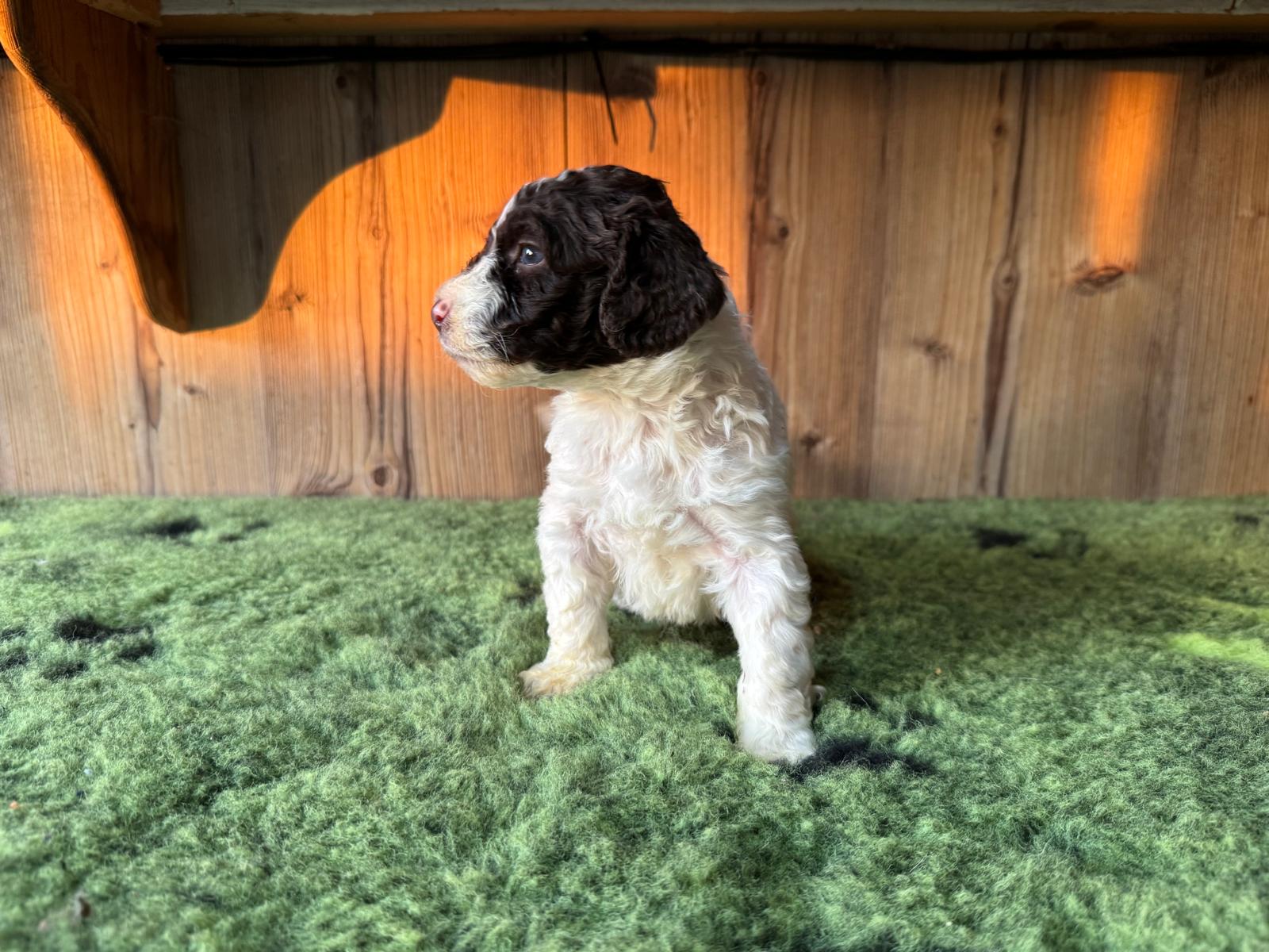 Spaanse Waterhond pup