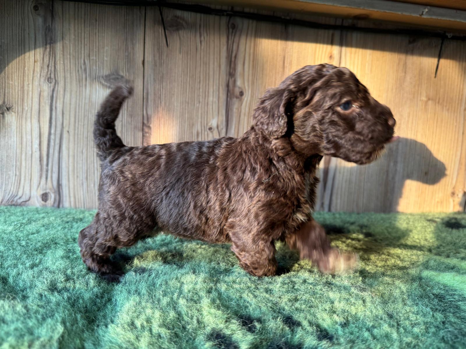 Spaanse Waterhond bruine pup