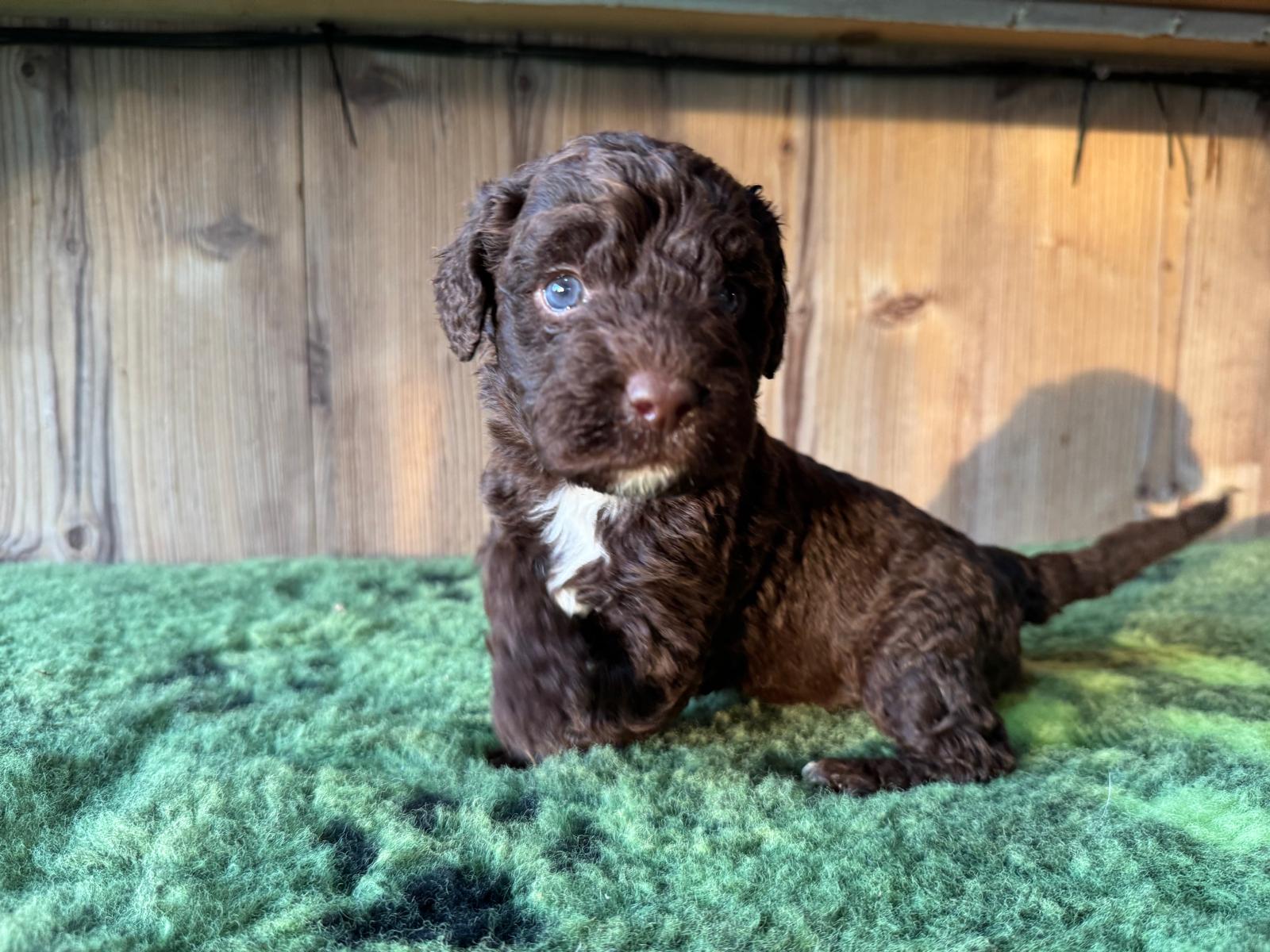 Spaanse Waterhond bruine pup