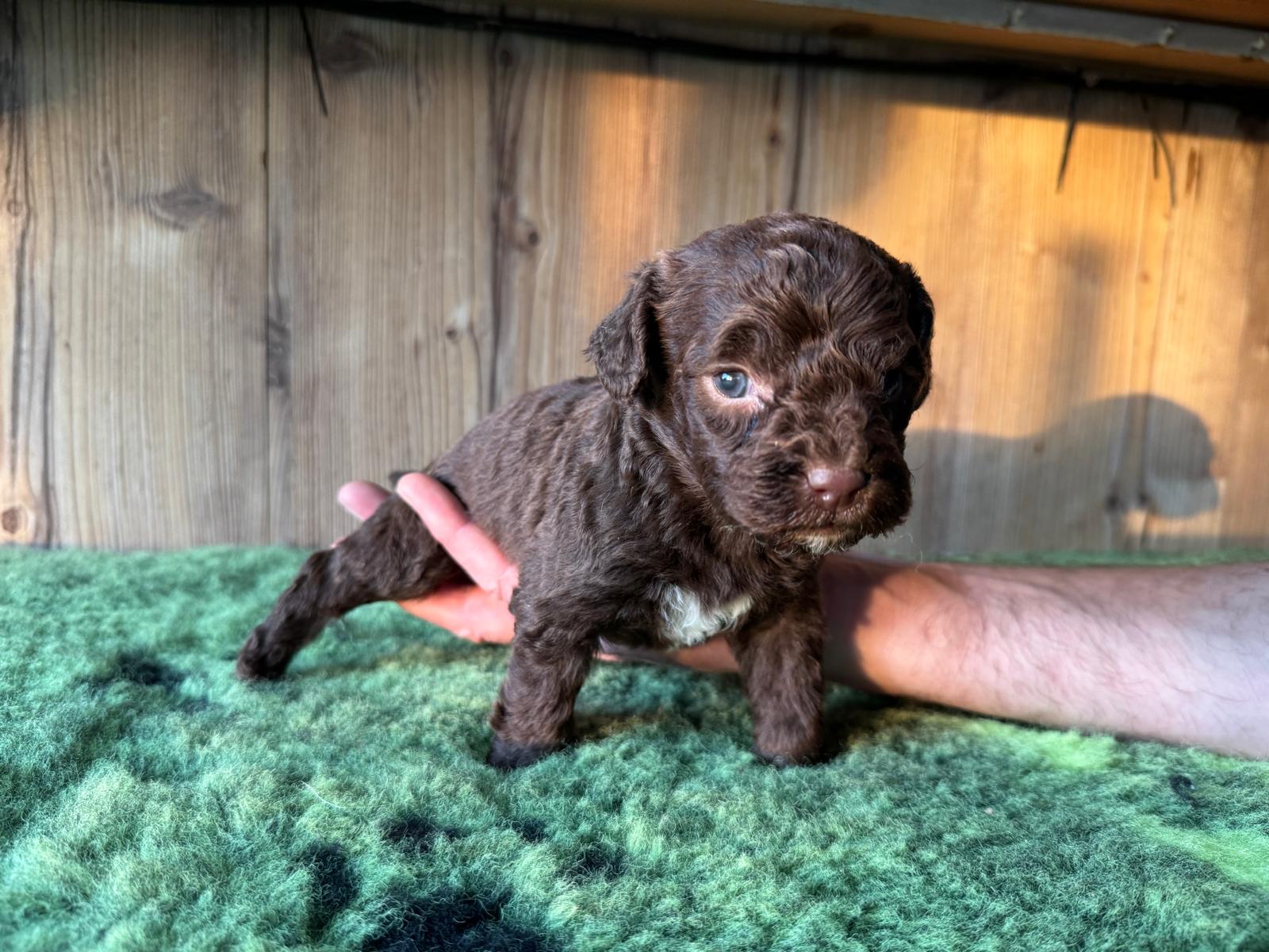 Spaanse waterhond pup teefje 1 bruin